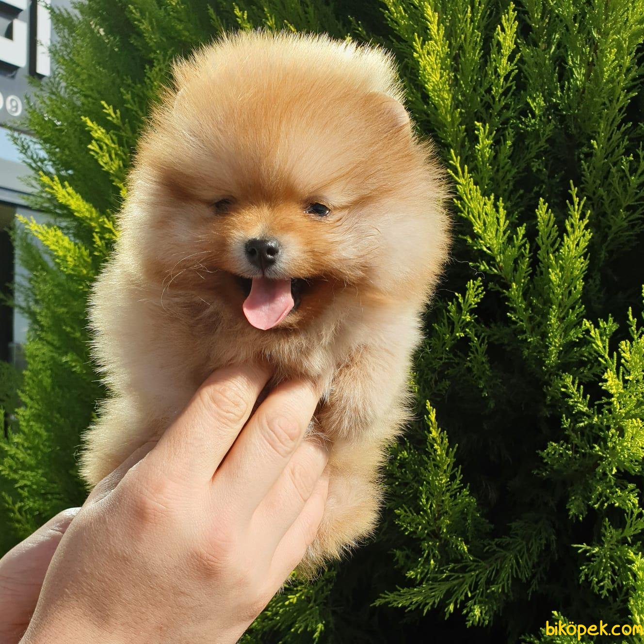 Boo Pomeranian Yavrular 238445
