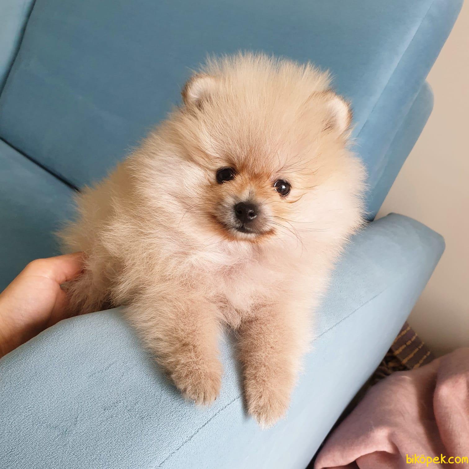 En Uygun Boo Pomeranian Yavrular 238521 İçin Hemen Tıklayın Biköpek