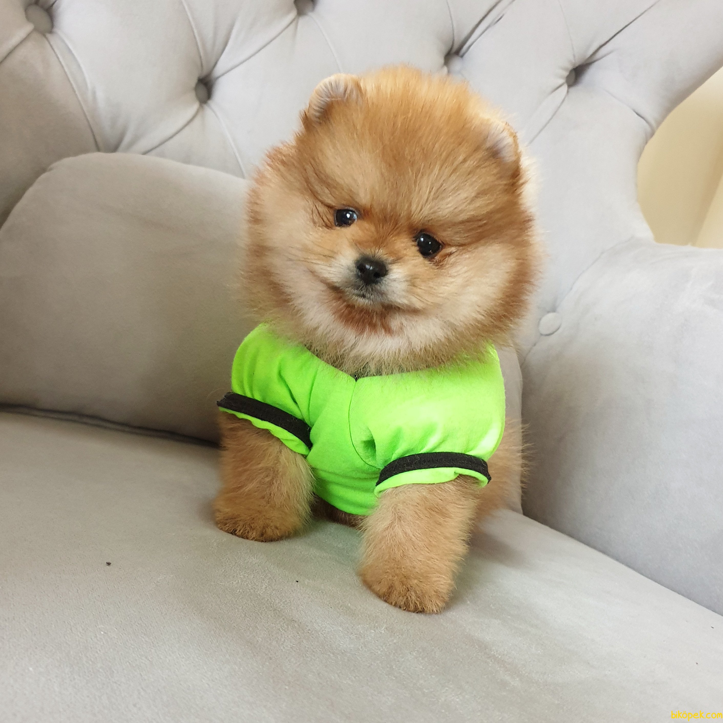 Pomeranian Boo Teddy Bear Yavrular 236749