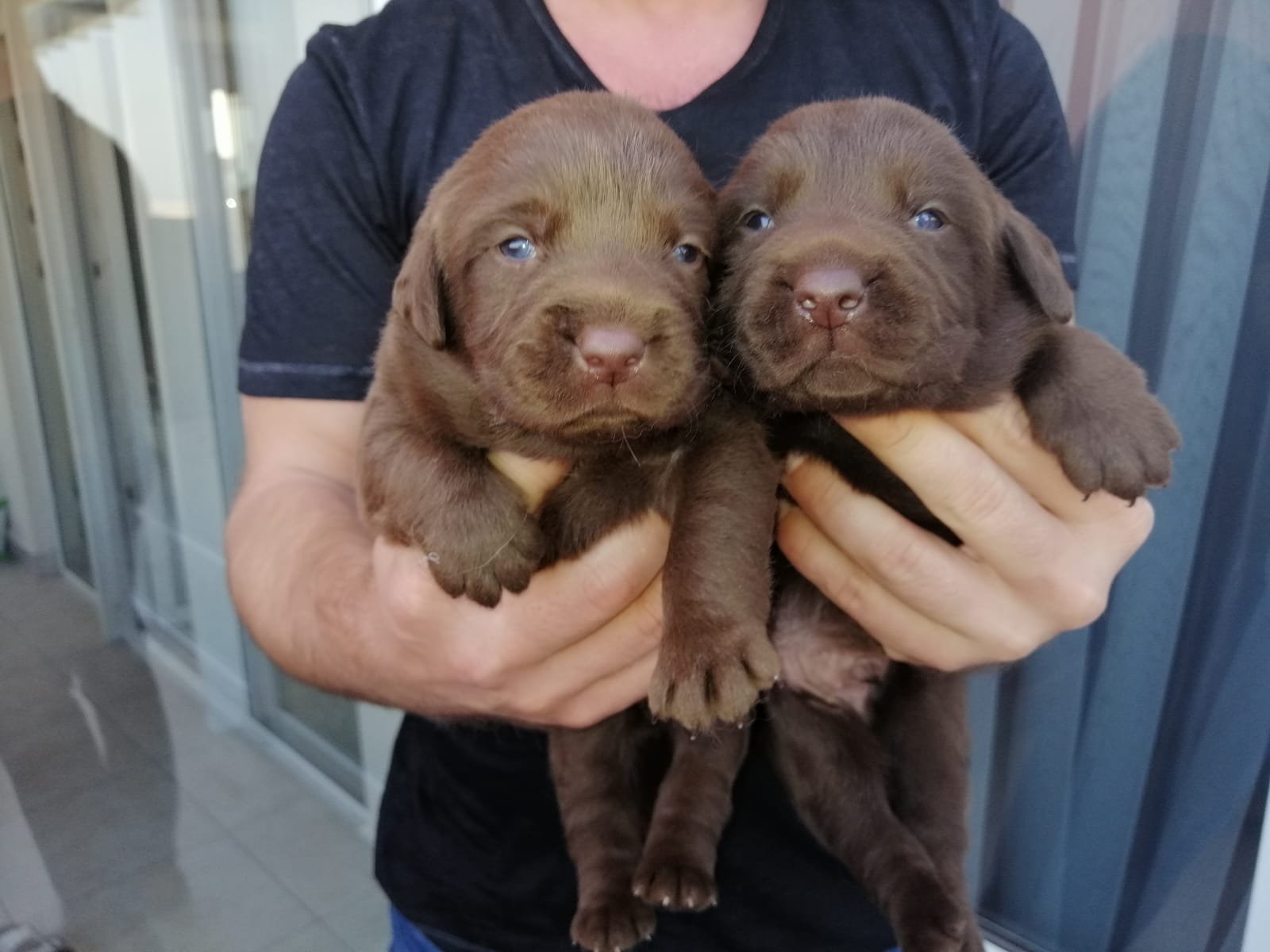 Çikolata Labrador Yavrularım 233323
