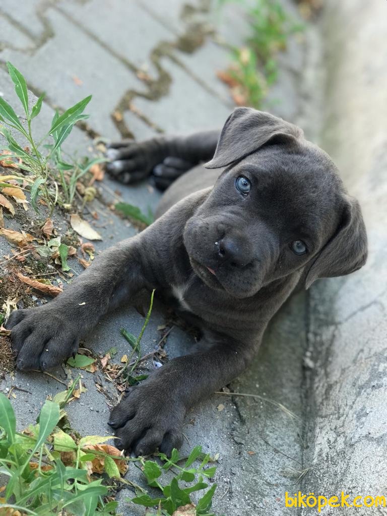 CANE CORSO BLUE Aşıları Tam - 245284 - bikopek.com