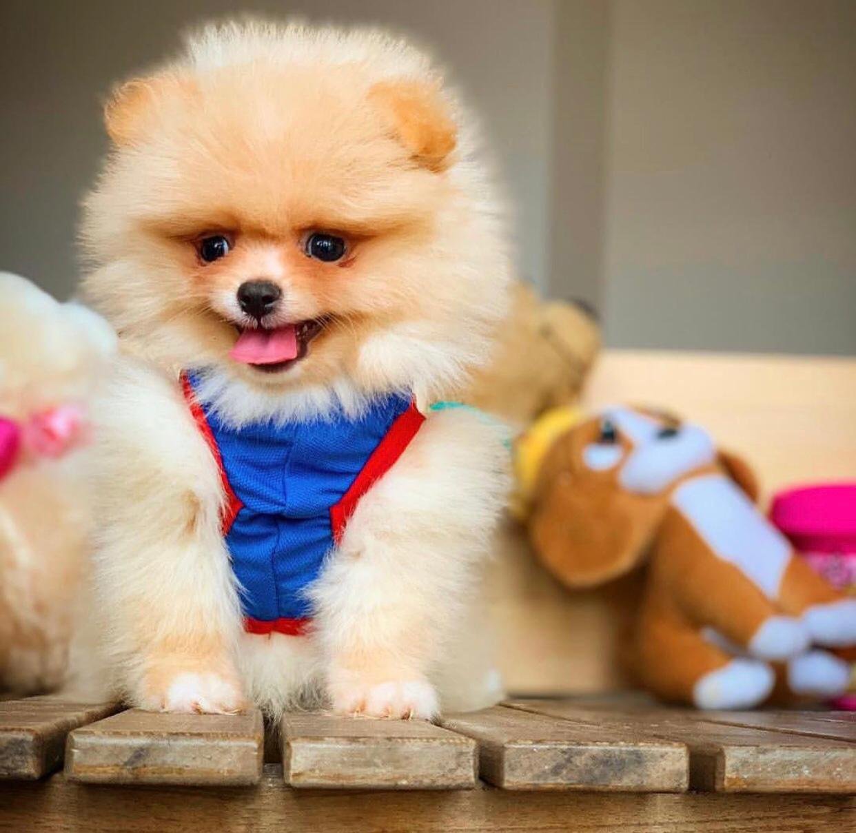 Boo pomeranian dog price in india