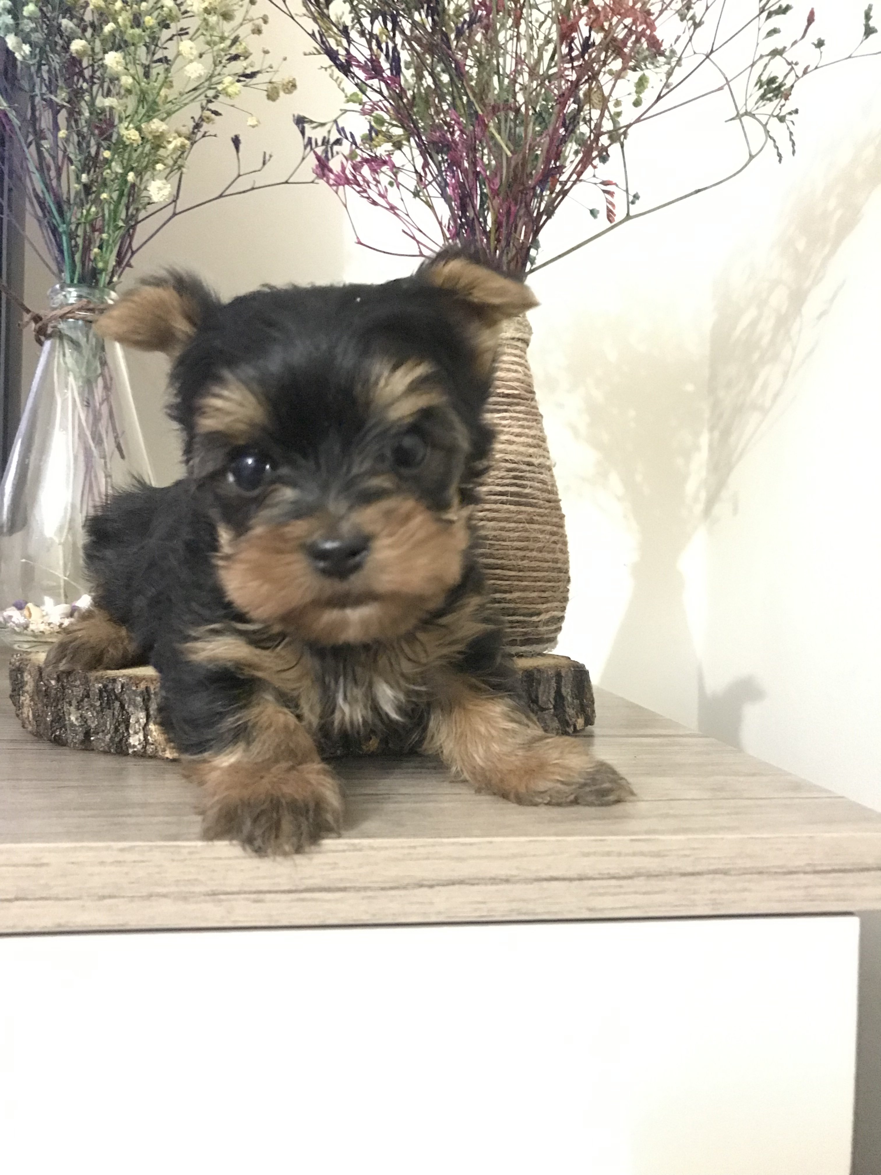 En Uygun Mini YorkShire Terrier - 232757 - Bikpek