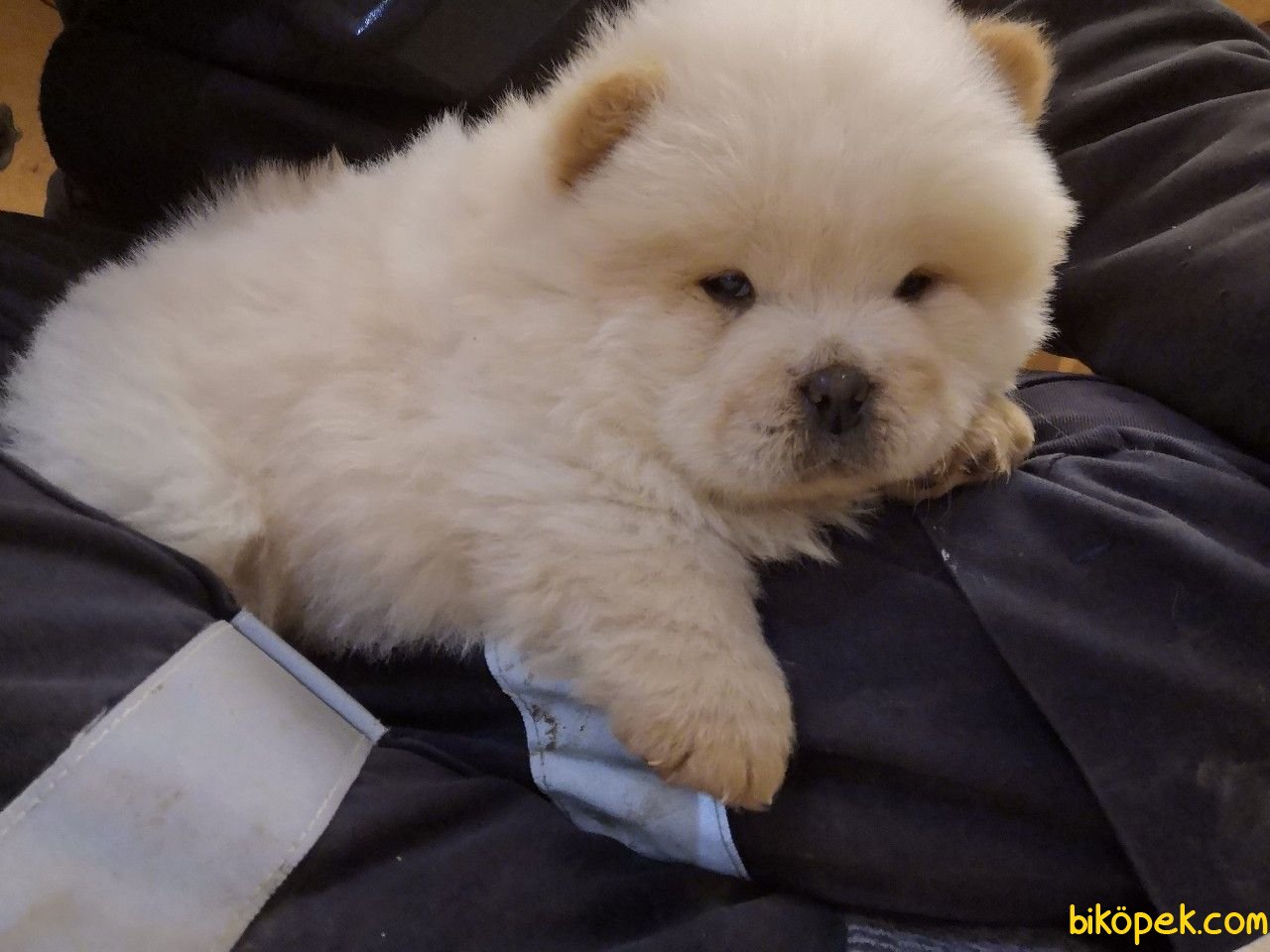 cin aslanı köpek fiyat