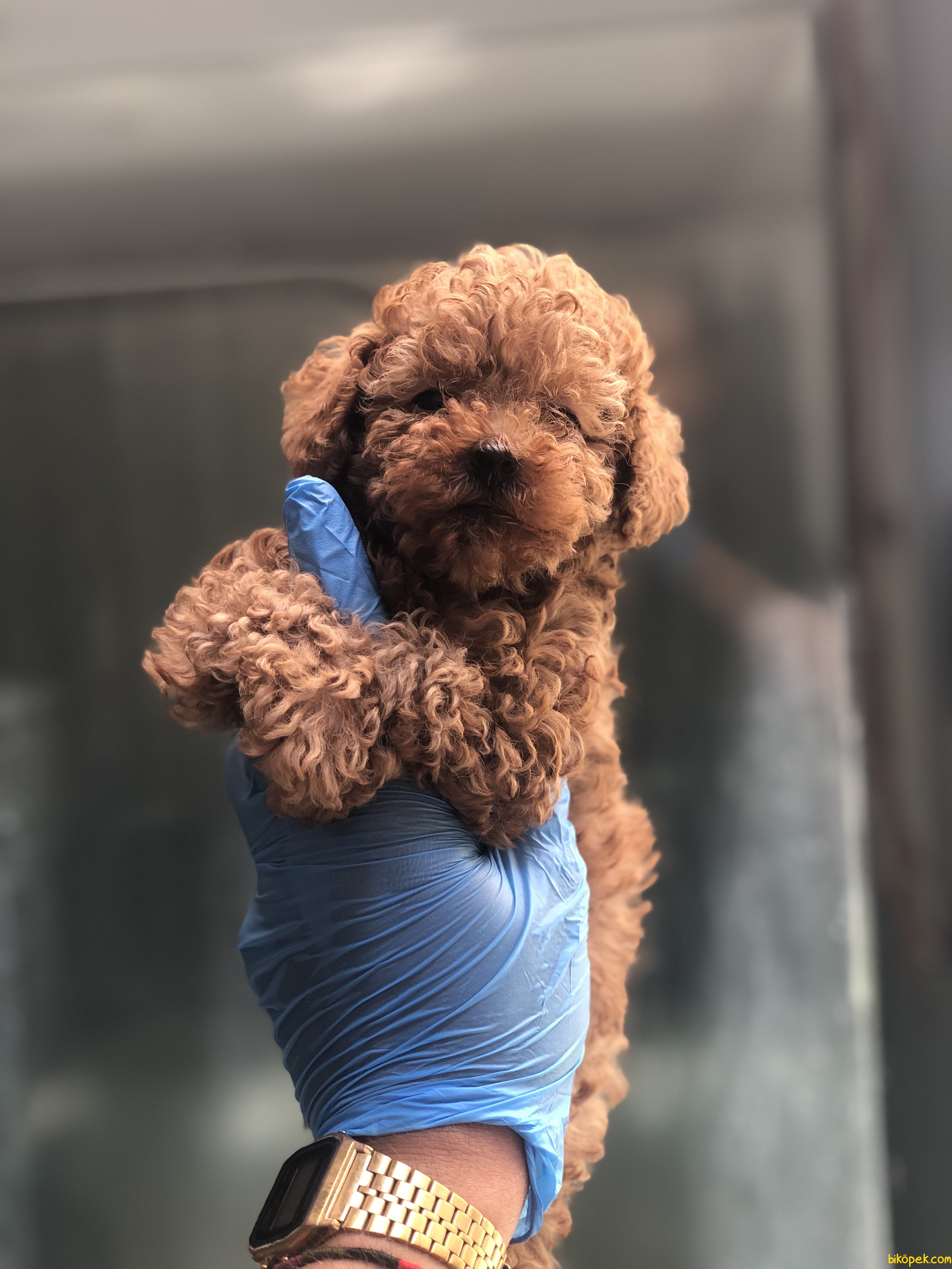 Dark red toy on sale poodle