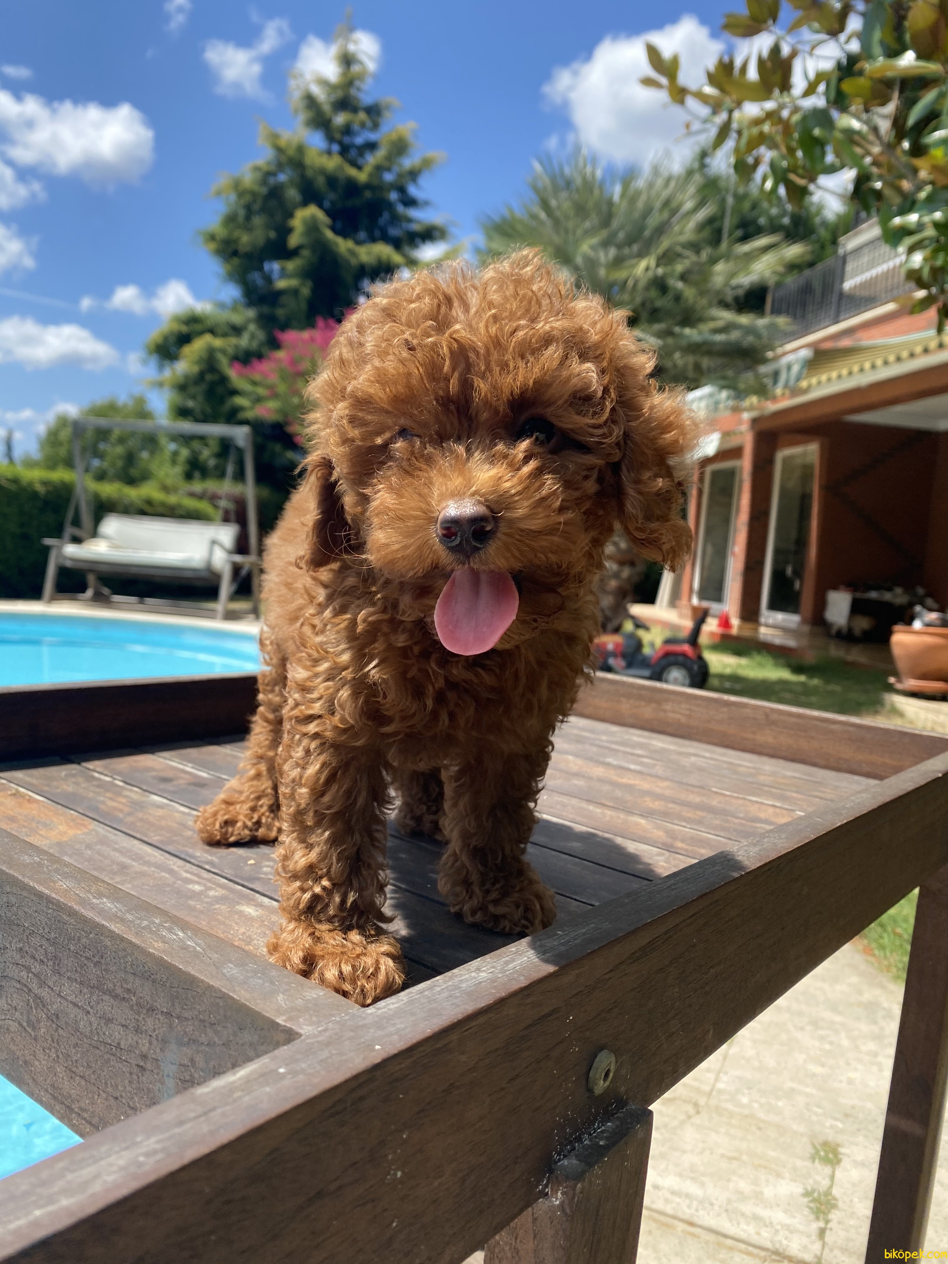 Dark red toy poodle sale