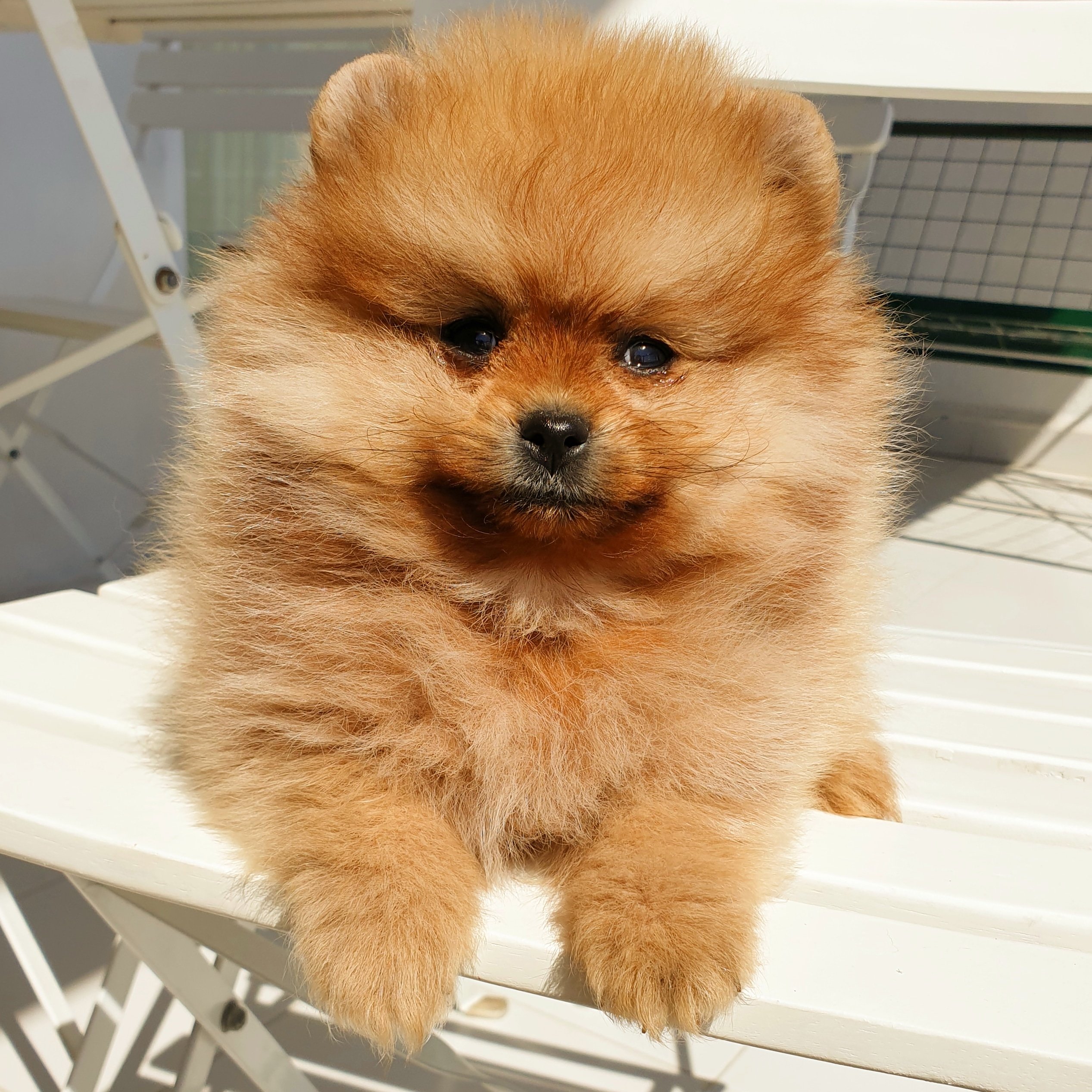 Pomeranian Boo AB Pasaportlu Yavrularımız 233170