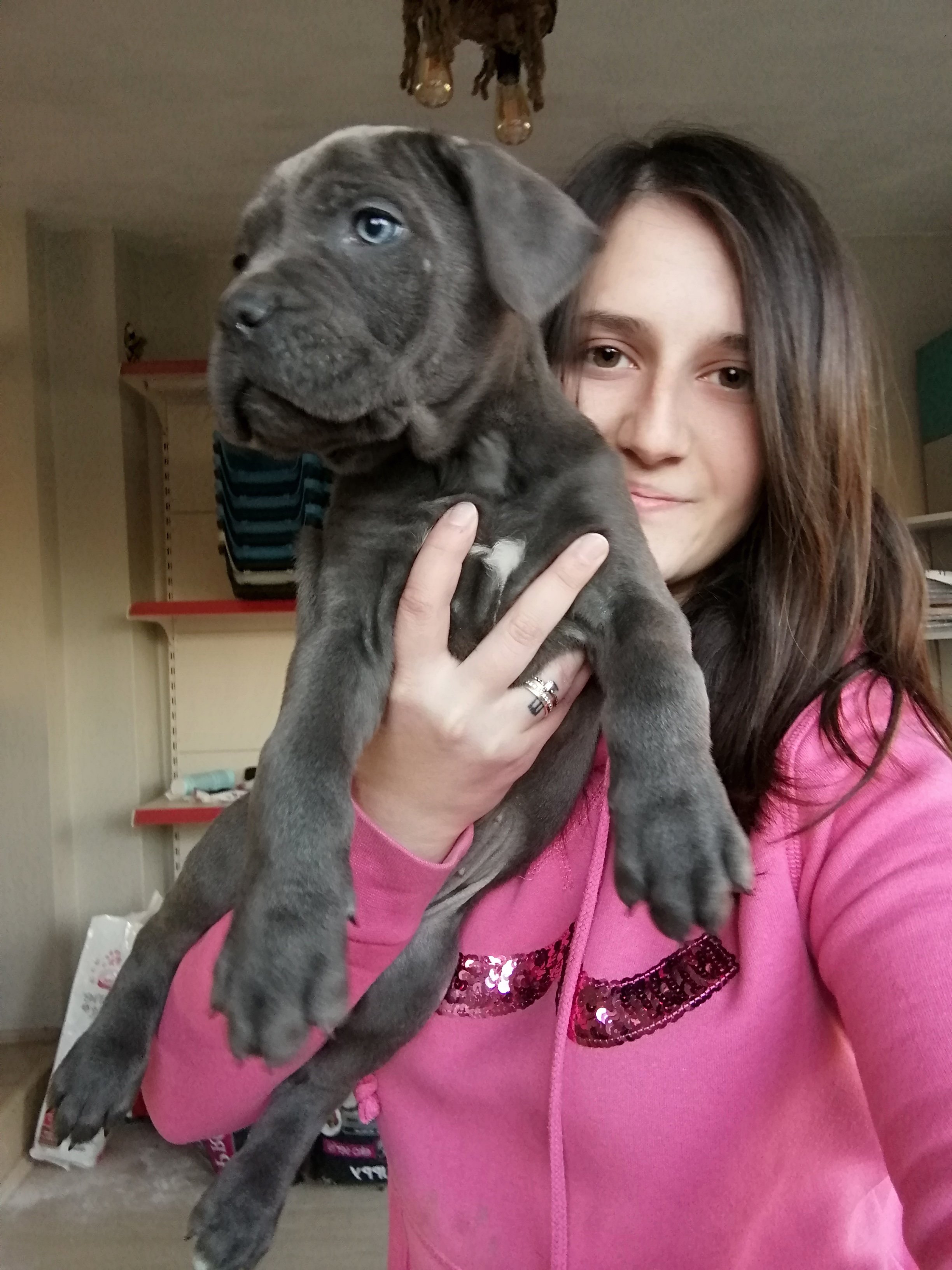 Cane Corso And Human: A Friendship For The Ages