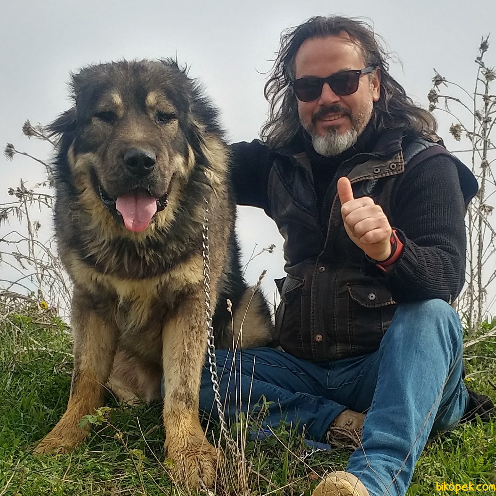 kafkas köpeği yavrusu