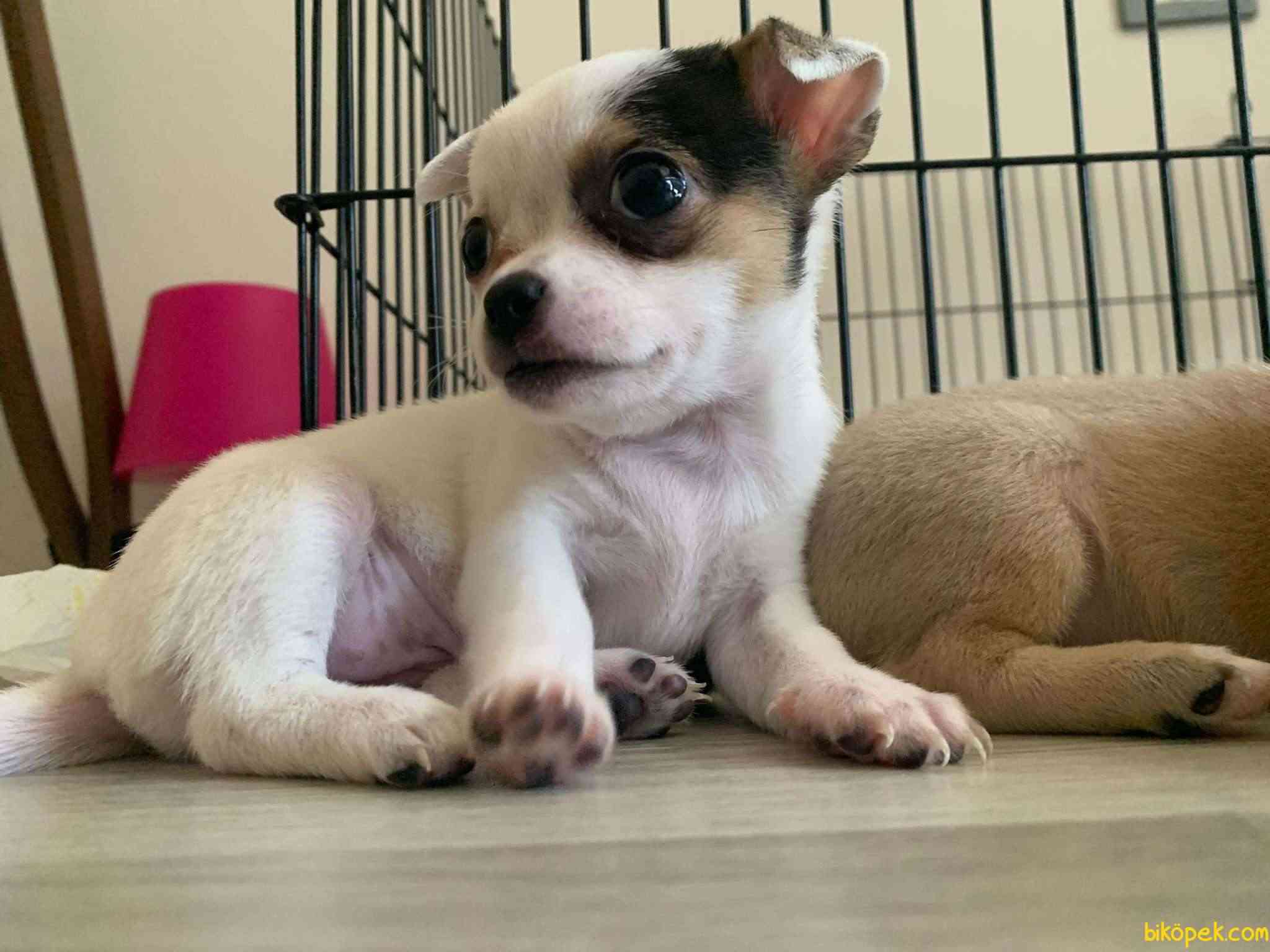 Dişi Chihuahua 3