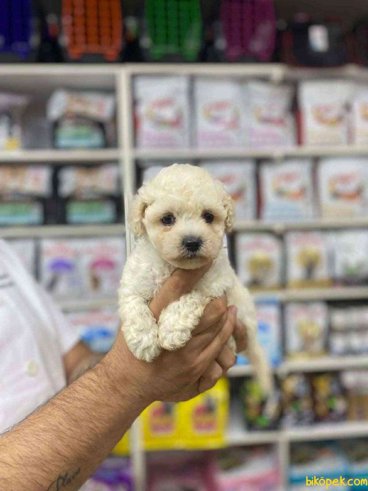 En Uygun Di i Maltipoo Bebe immm 276717 Bikopek