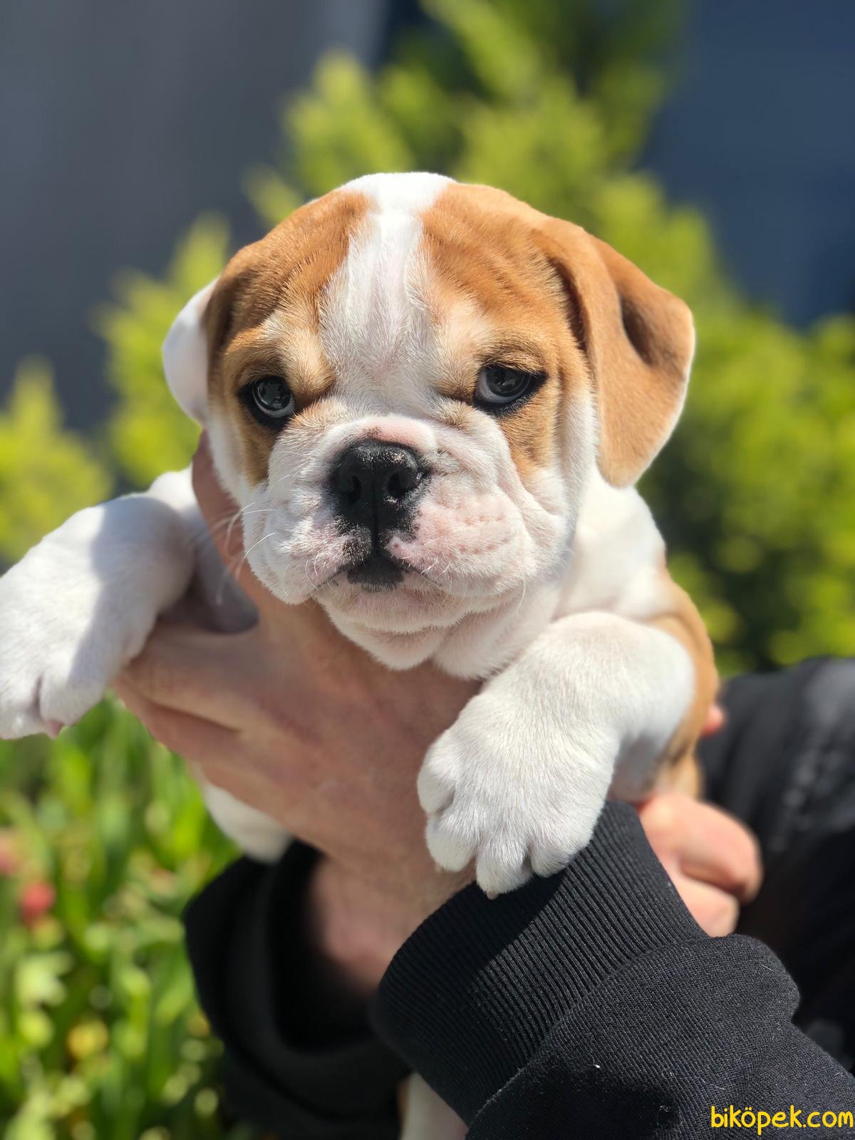 En Kaliteli Ingiliz Bulldog Yavrusu Kahve Bey 241235