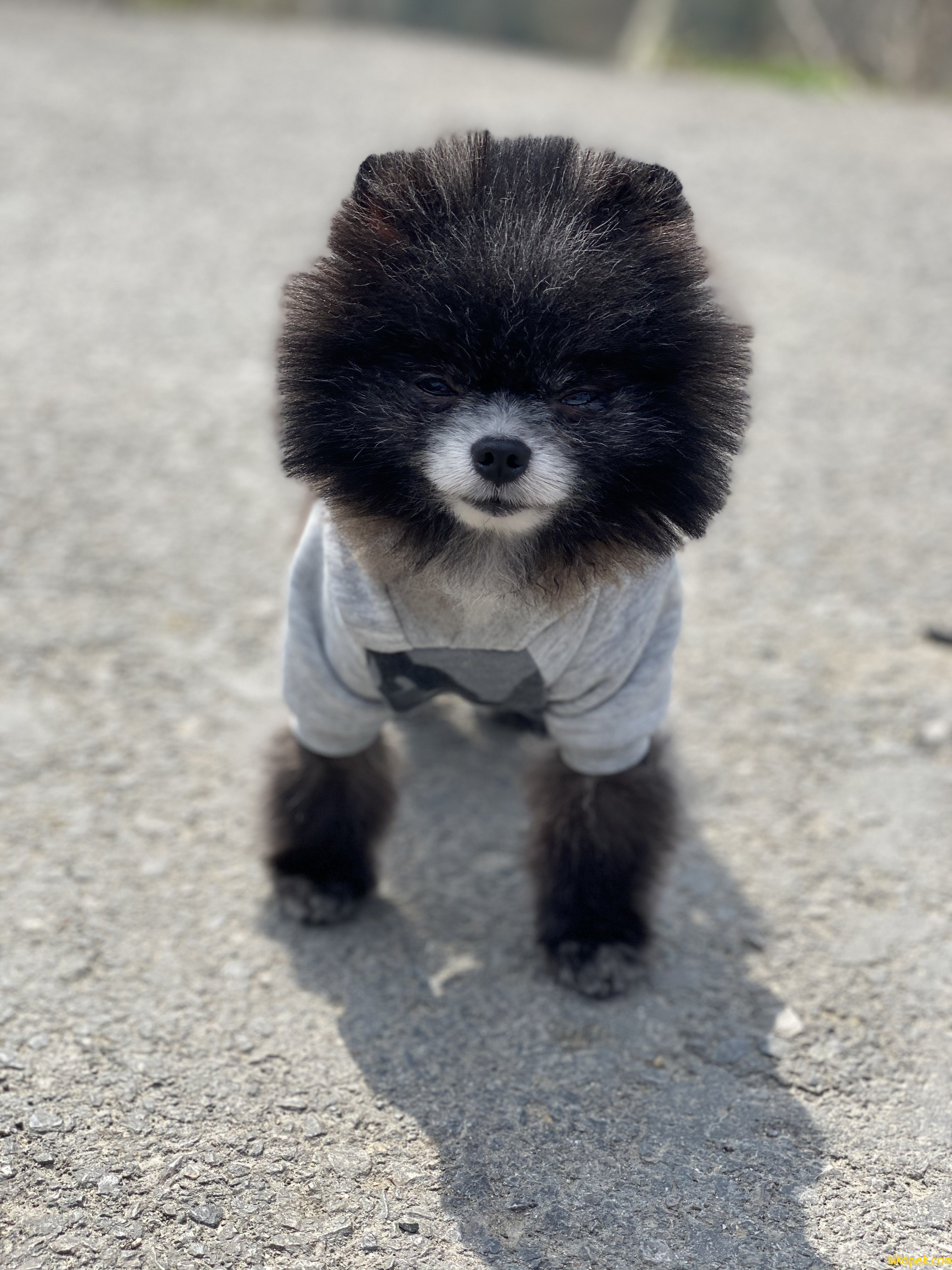 En Mini Boy Pomeranian Nadir Renk Köpeğimiz 2