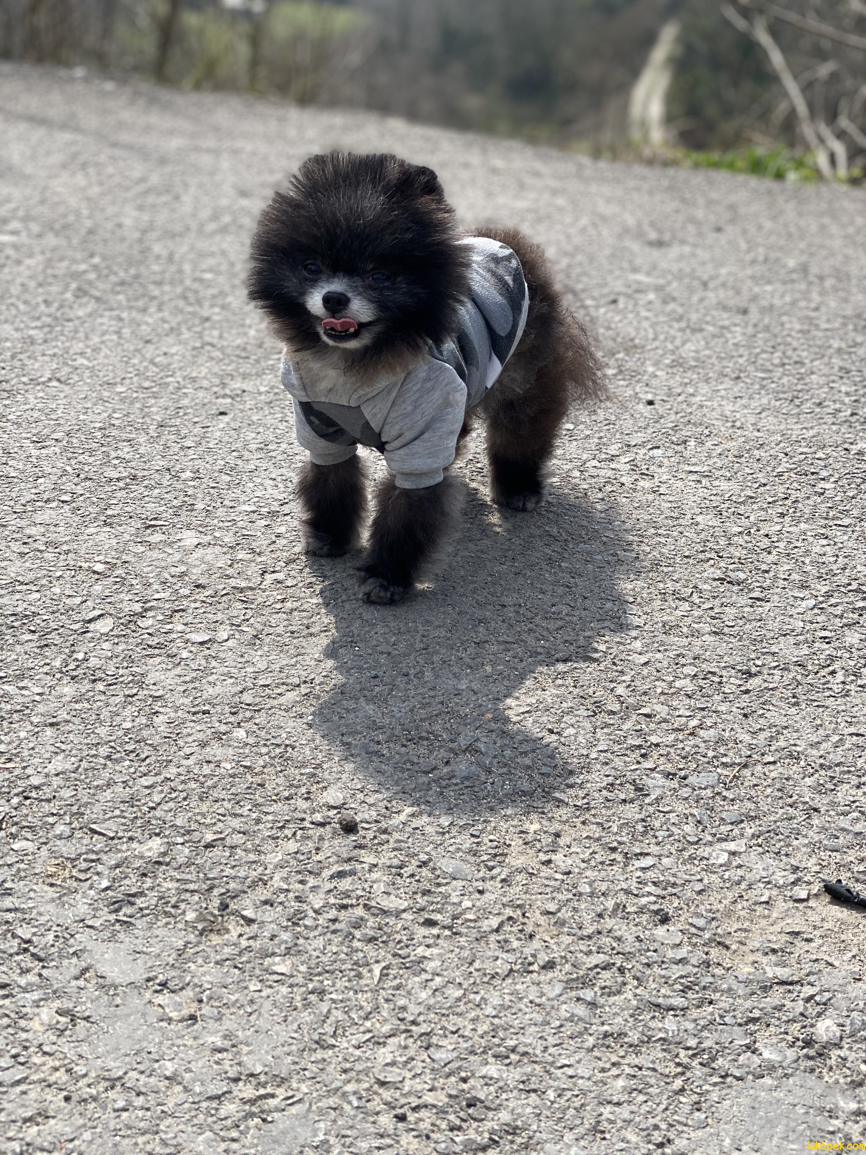 En Mini Boy Pomeranian Nadir Renk Köpeğimiz 4