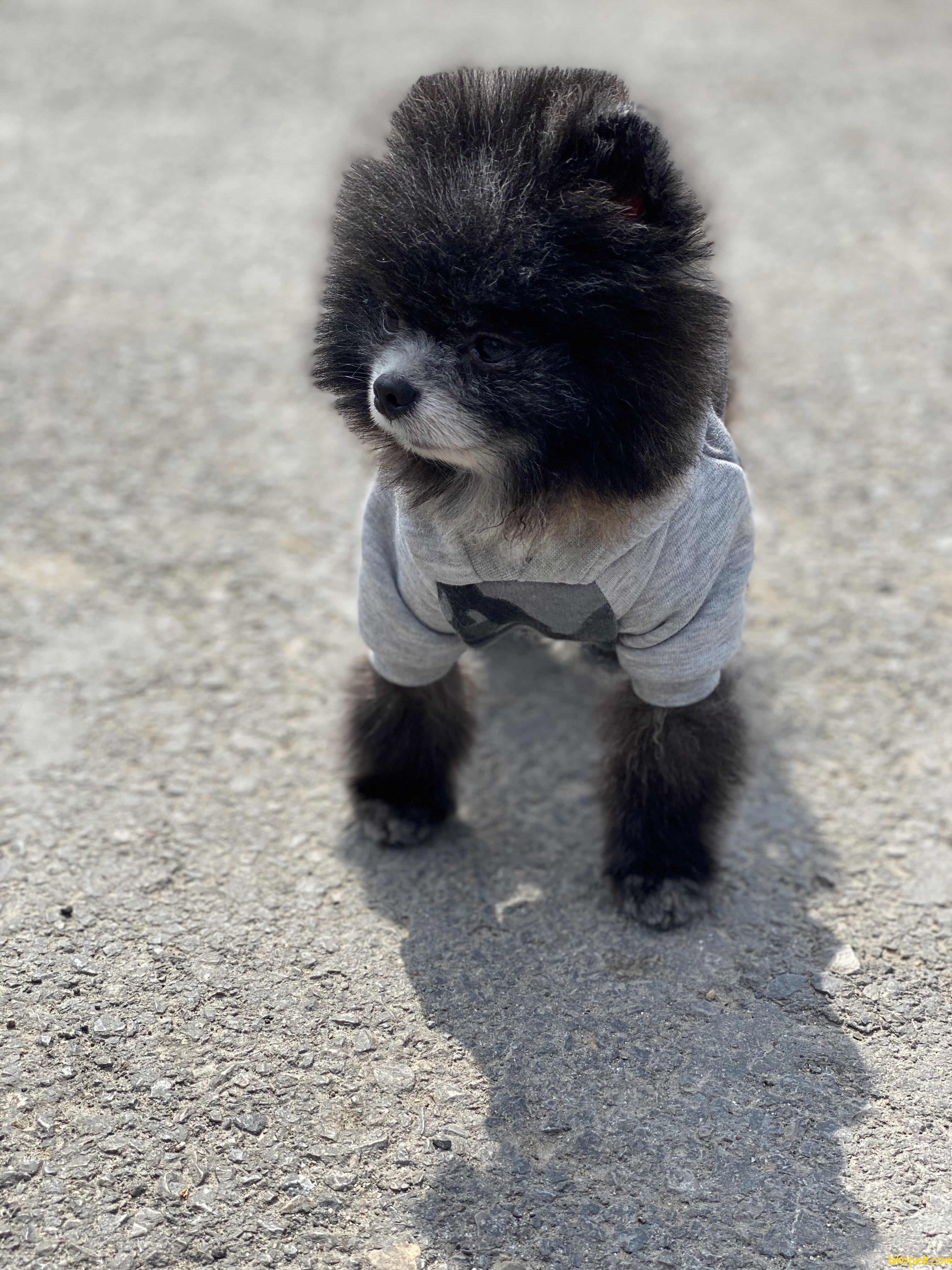 En Mini Boy Pomeranian Nadir Renk Köpeğimiz 3