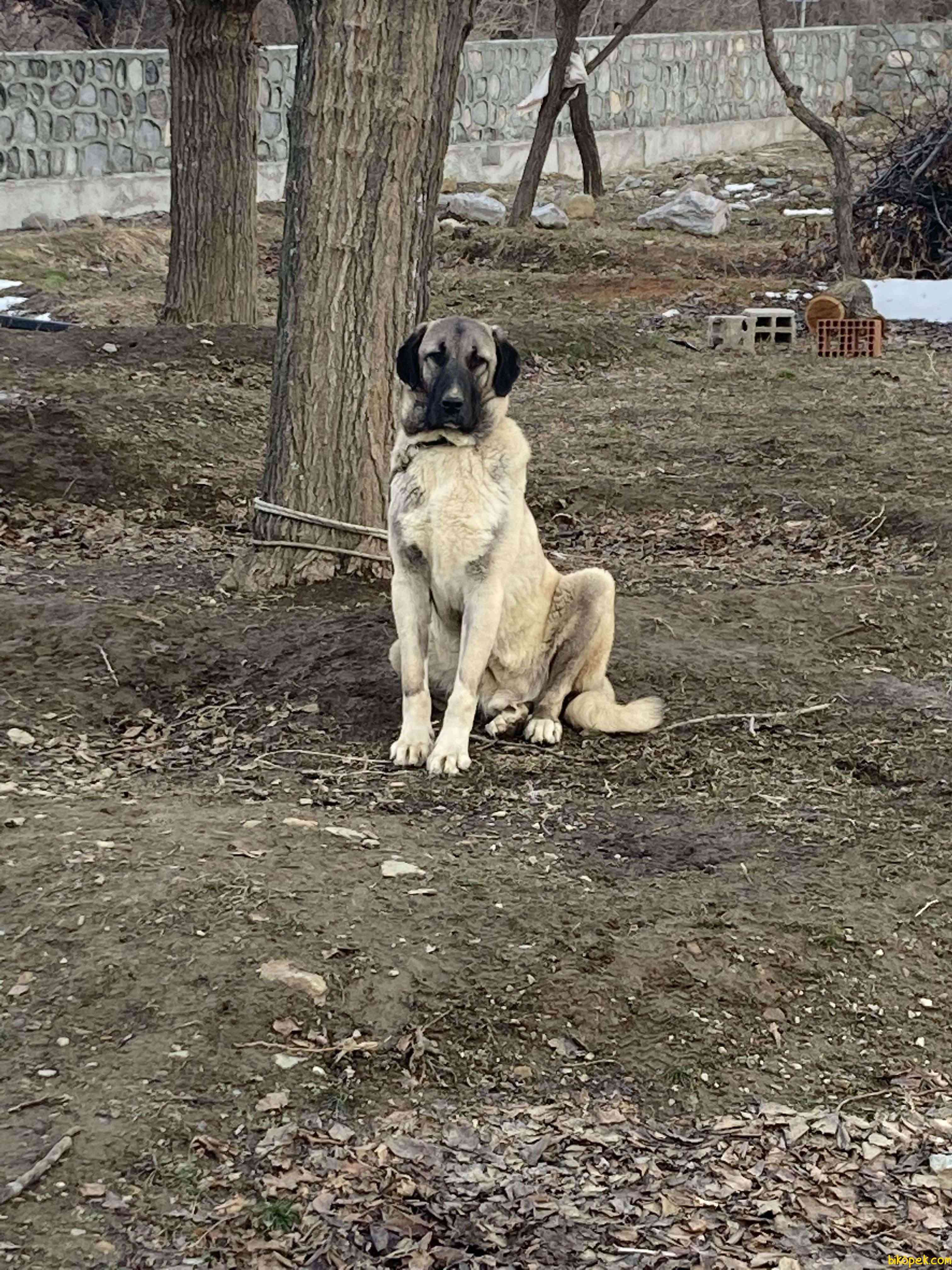 Erzincan’da Kangal-Malaklı 15 Aylık Erkek Köpek 2
