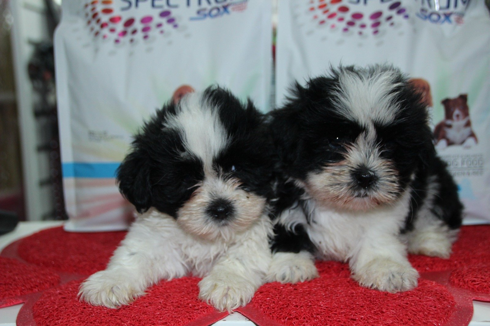 Shih Tzu Yavrumuz - 233829 - bikopek.com