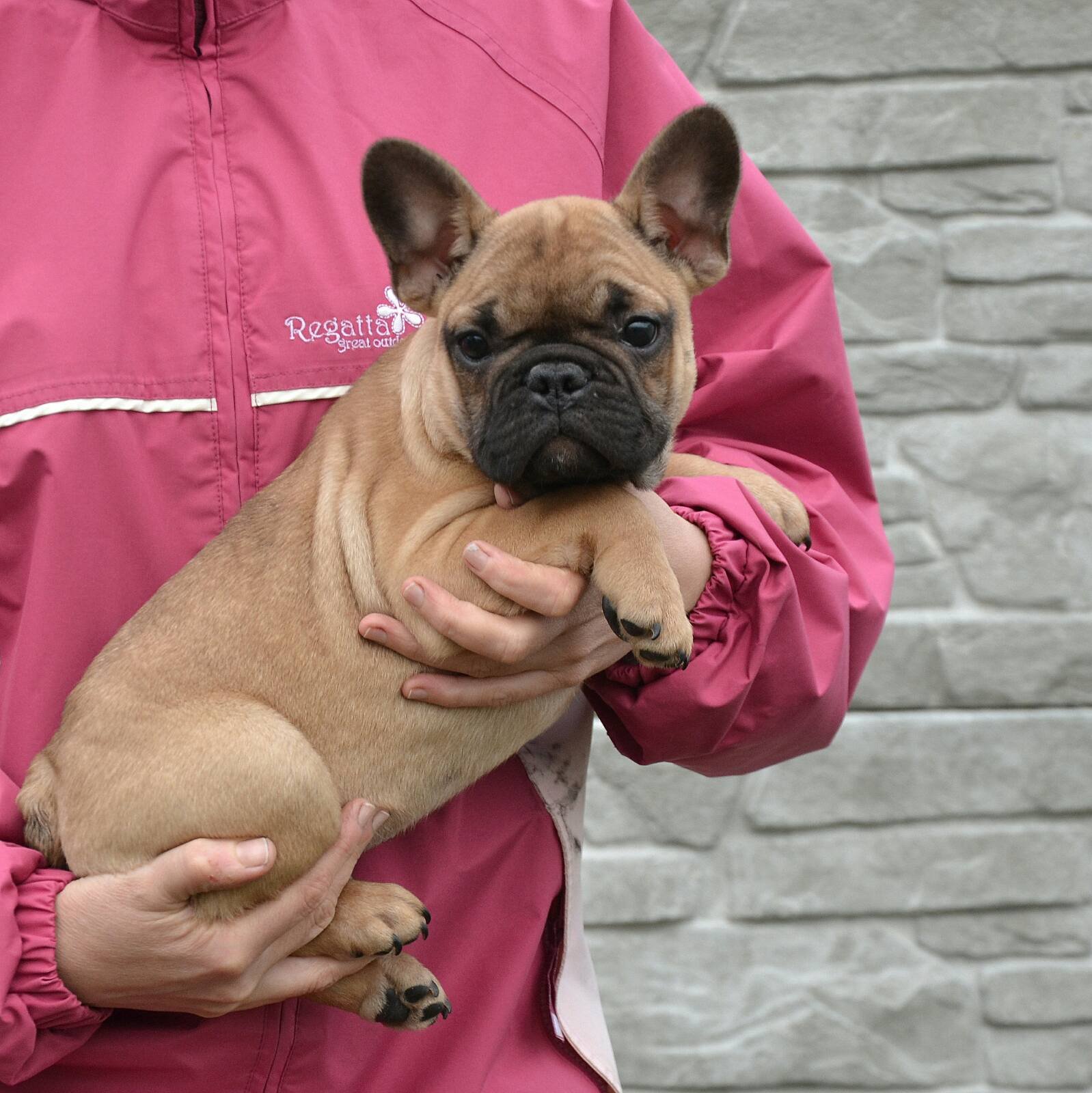 en-uygun-fawn-french-bulldog-yavrularimiz-233928-bik-pek