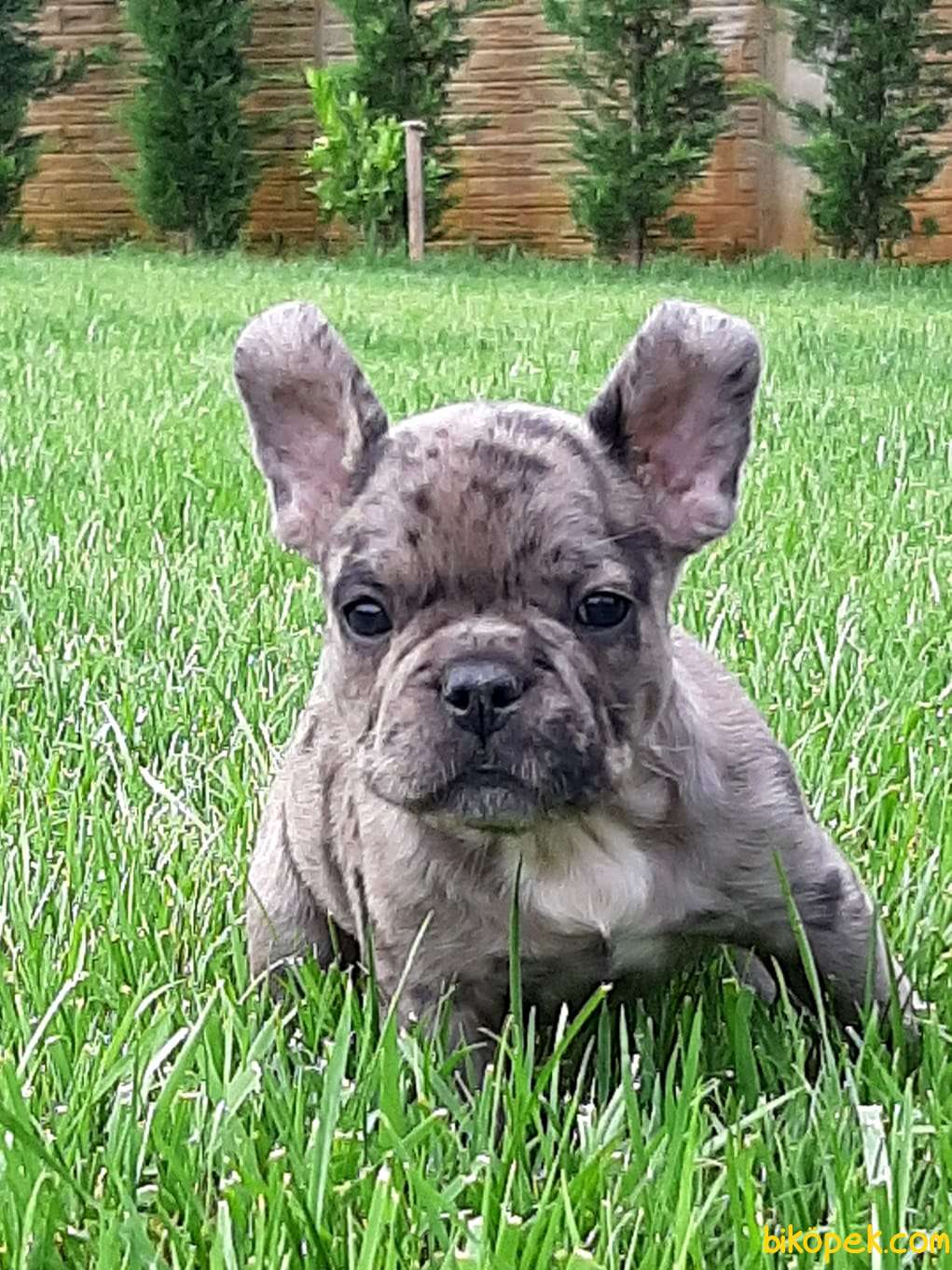 en-uygun-french-bulldog-blue-merle-yavrular-249294-bik-pek