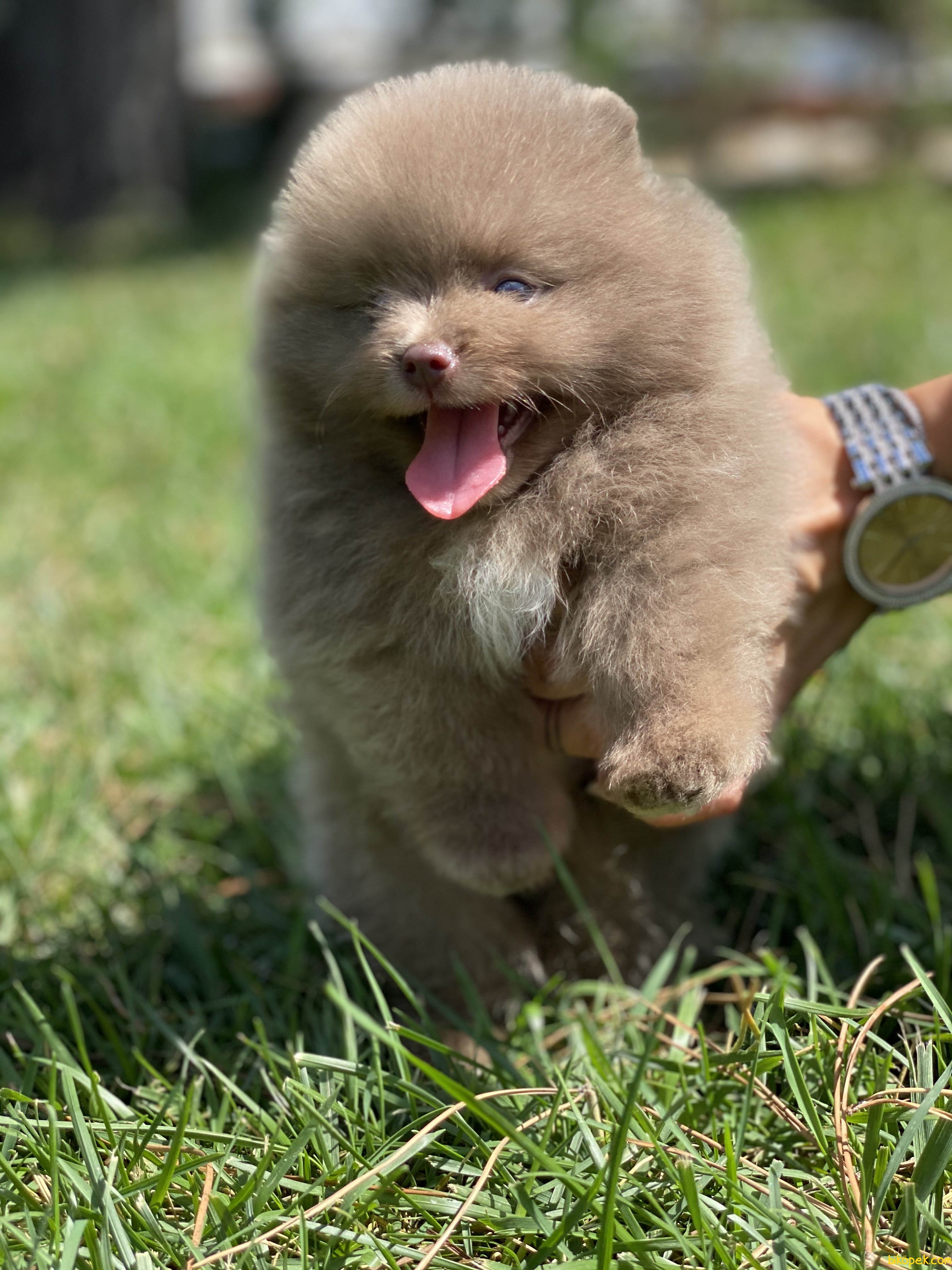 Gerçek Boo Pomeranian Yavrulr Secereli 245502