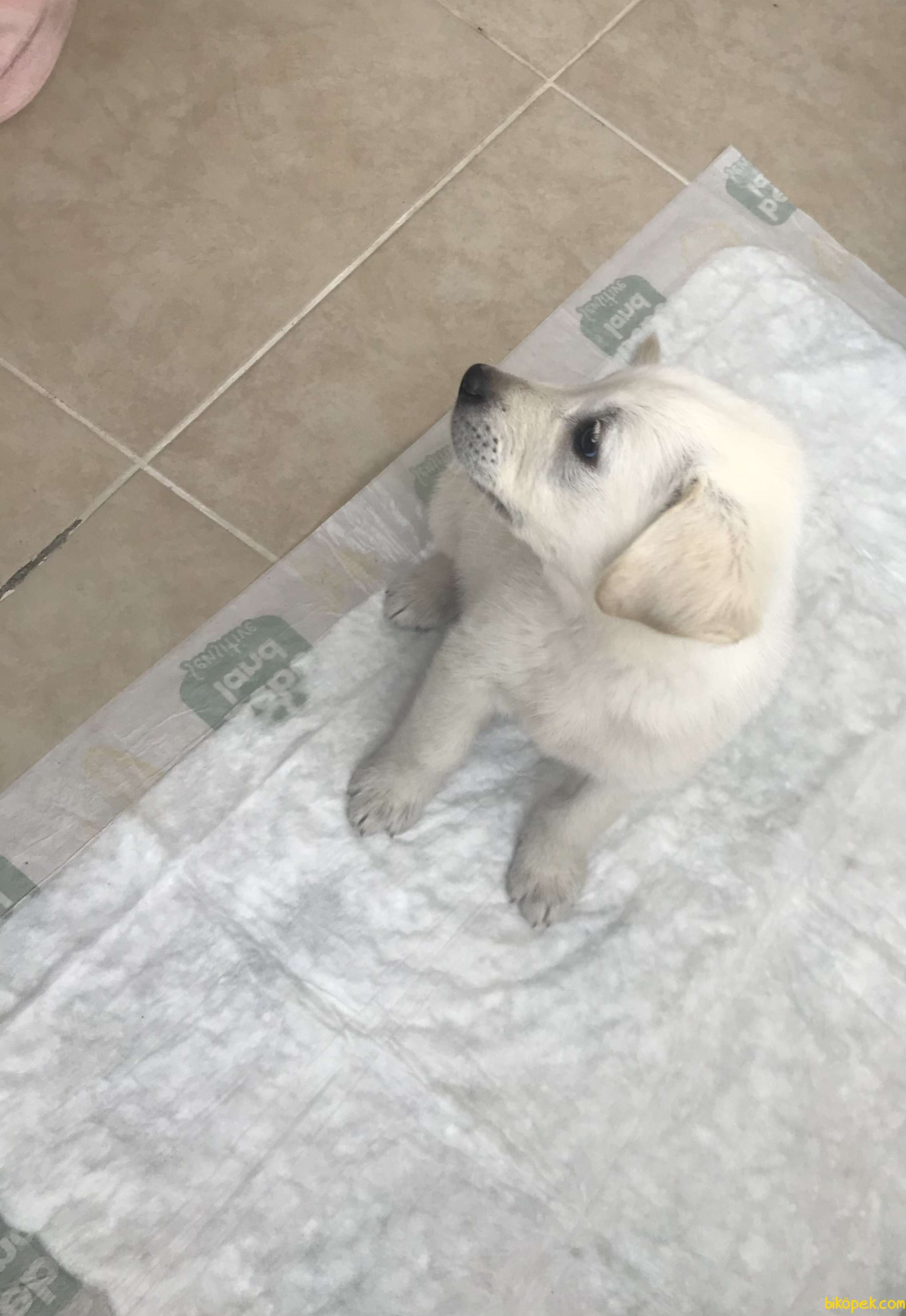En Uygun Golden Labrador Yavrusu White Golden 254888 Bikopek