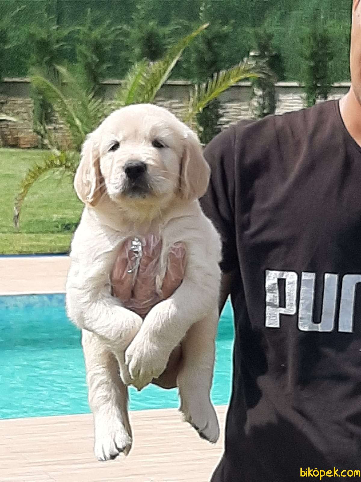 Golden Retriever Yavrulari 250021 Bikopek Com