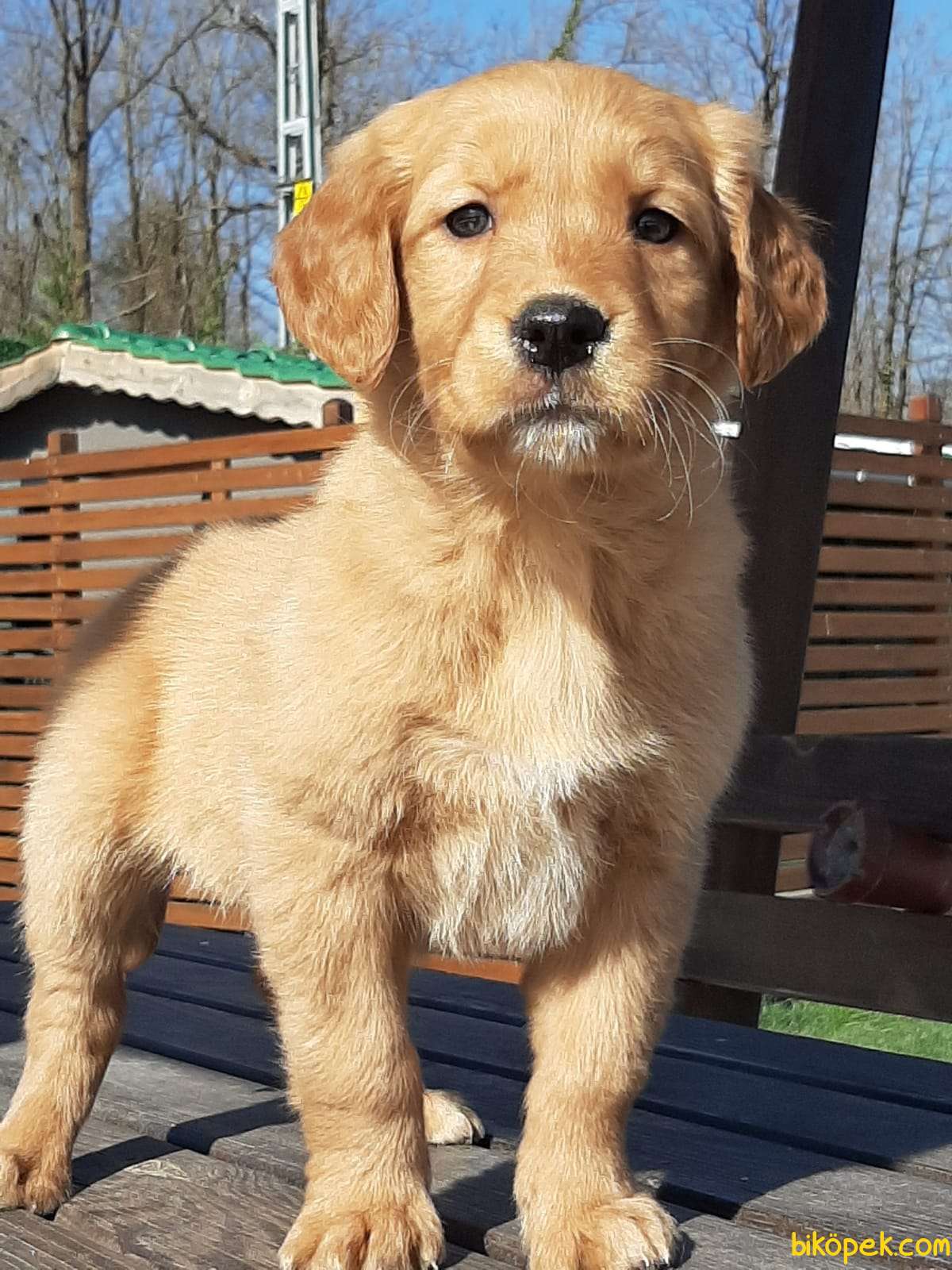 En Uygun Harika Golden Retriever Yavrulari 252952 Bikopek