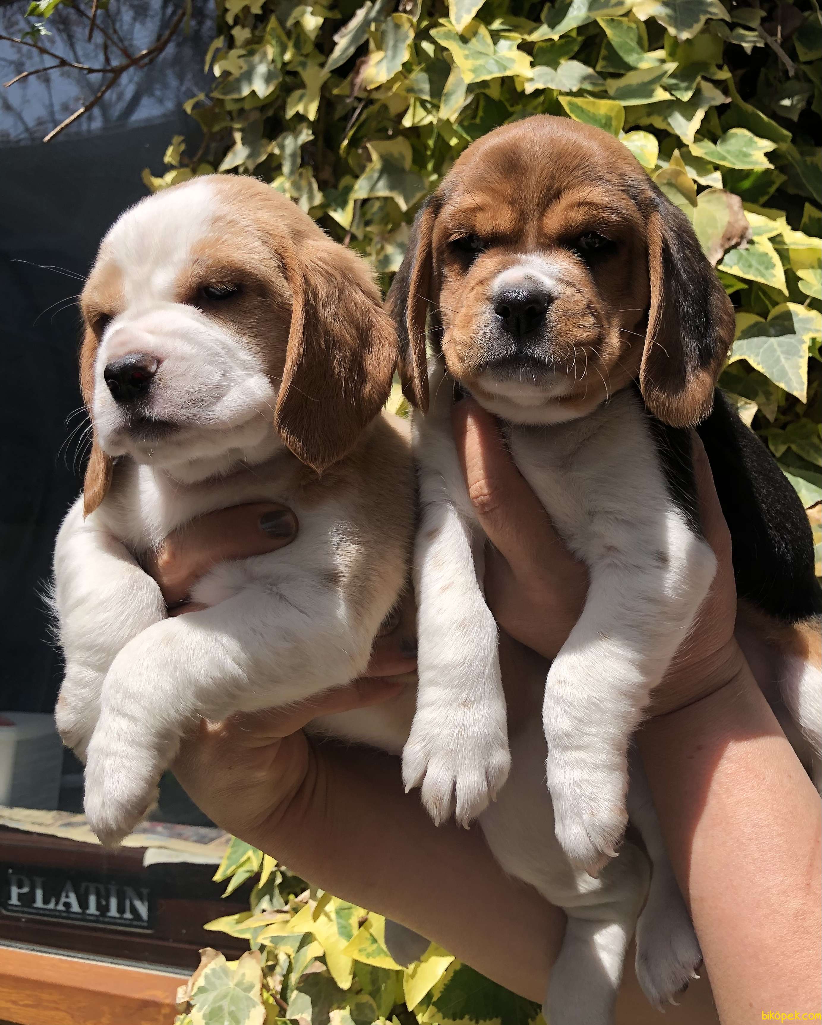 Harika Şirin Beagle Yavrularımız 4