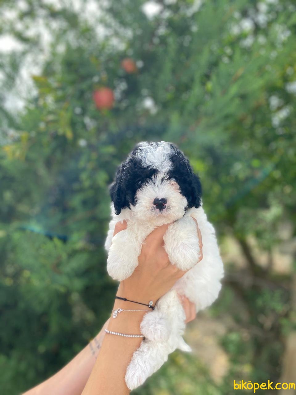 harlequin toy poodle fiyat