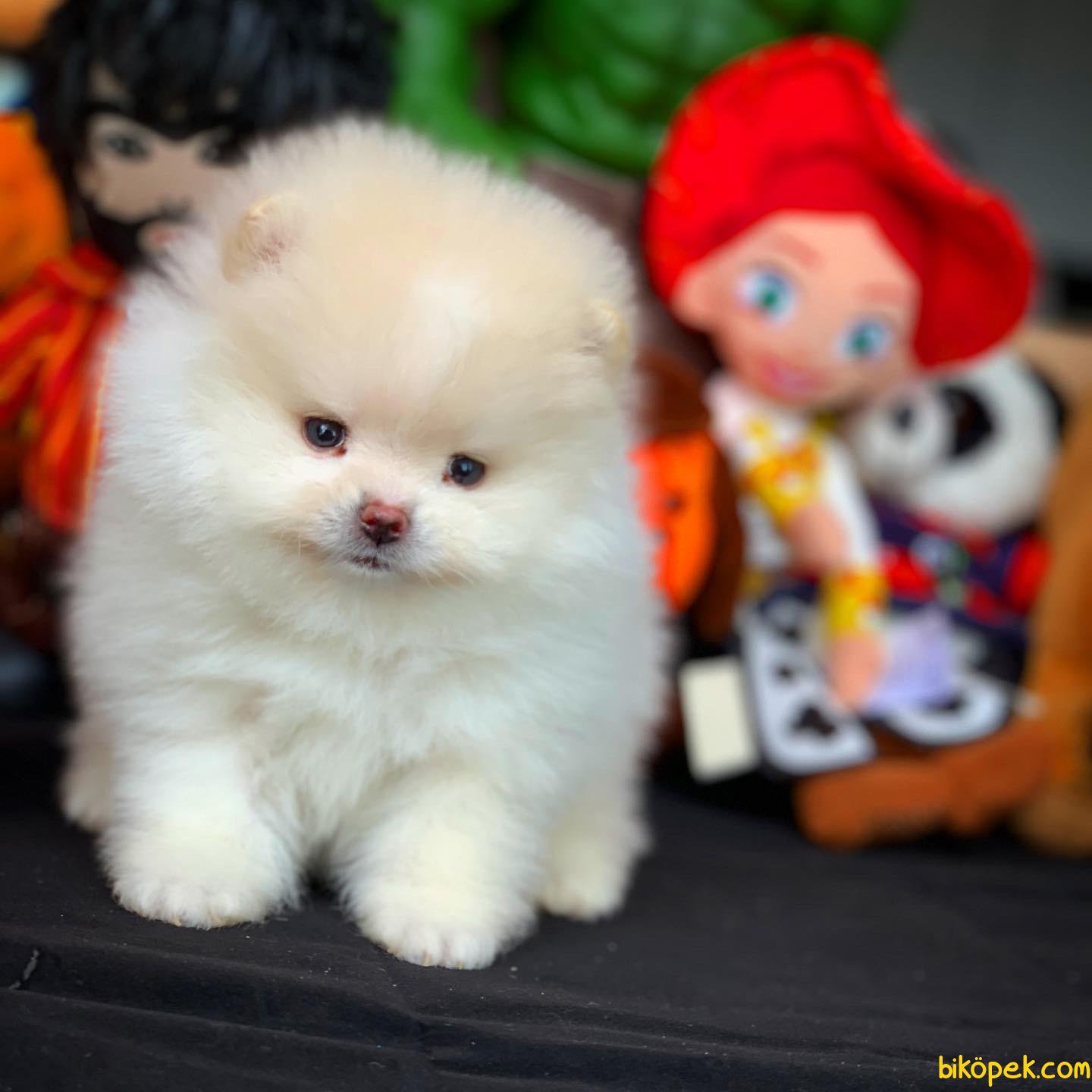 Irkının En Güzel Yavruları Pomeranian Boo 2