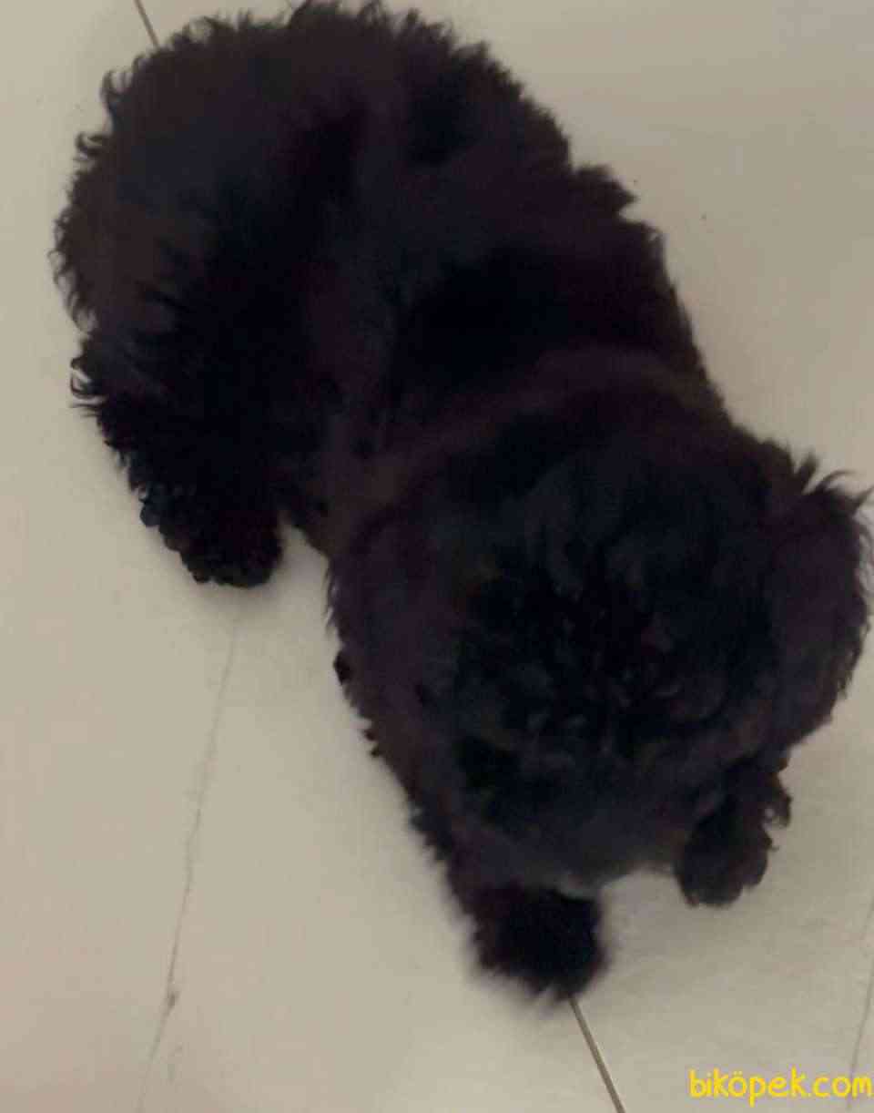 Siyah Toy Poodle 2