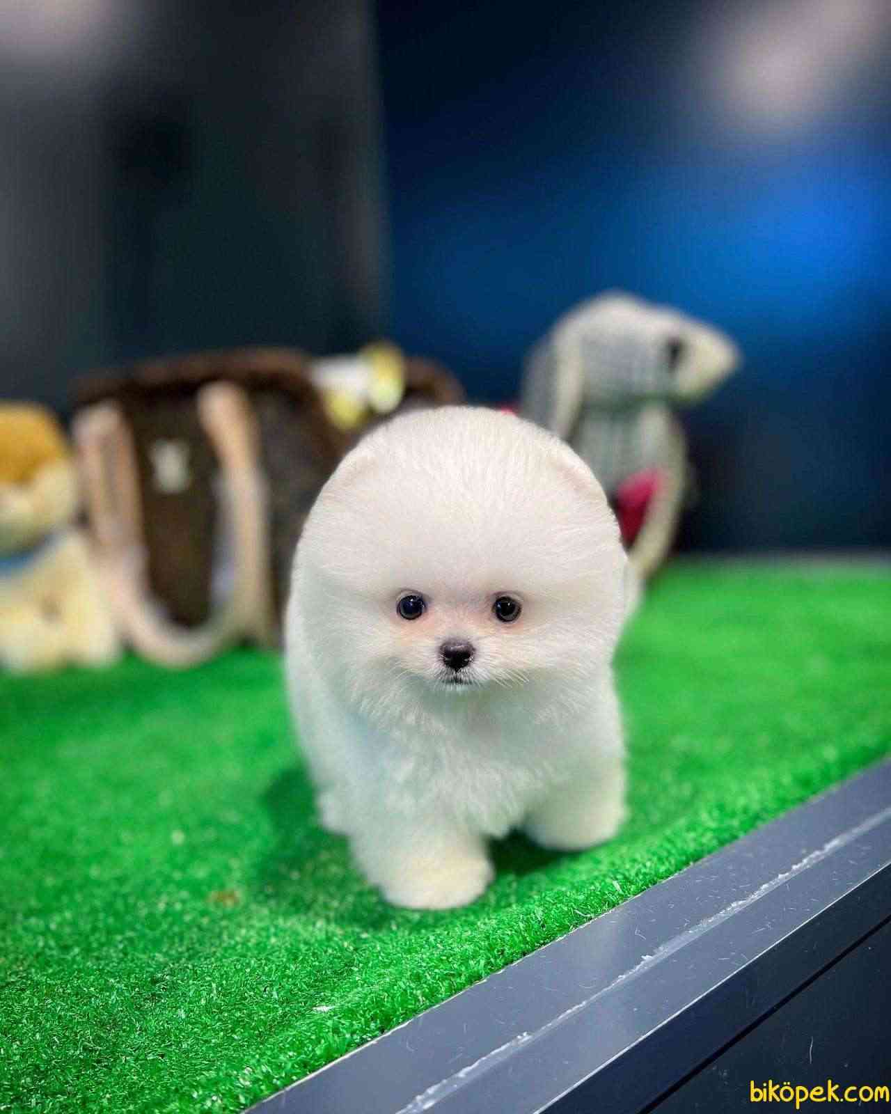 Kar Beyaz Gülen Surat Pomeranian Boo Yavrumuz 3