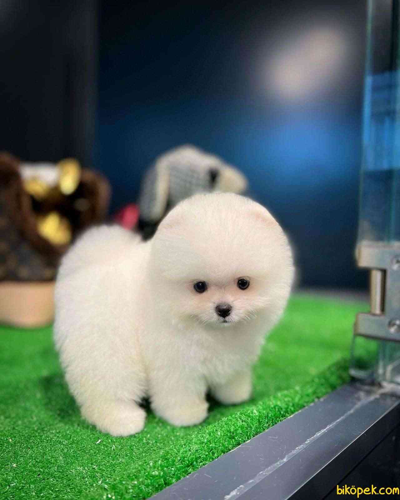 Kar Beyaz Gülen Surat Pomeranian Boo Yavrumuz 5