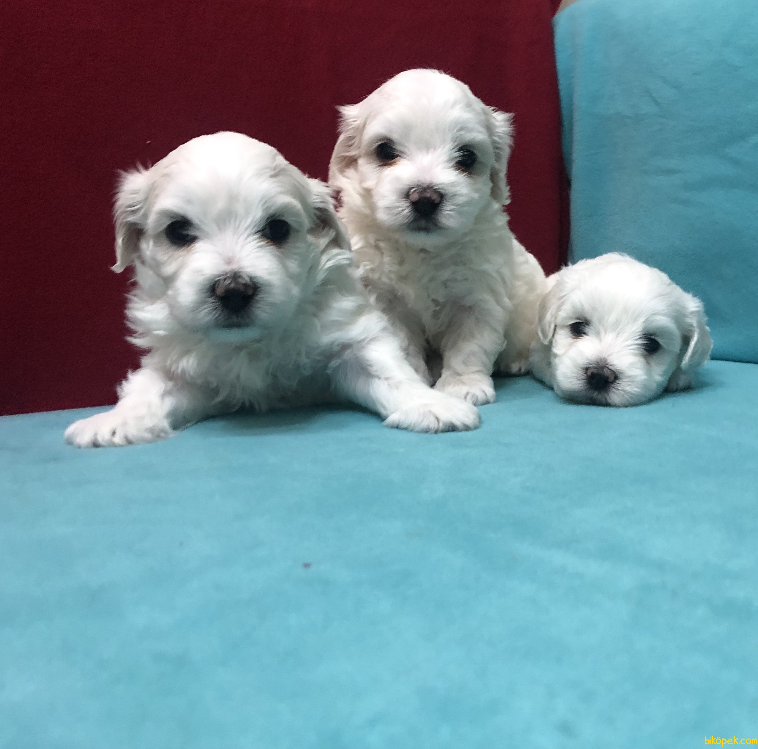 Kar Beyaz Maltese Terrier Yavrularımız 2