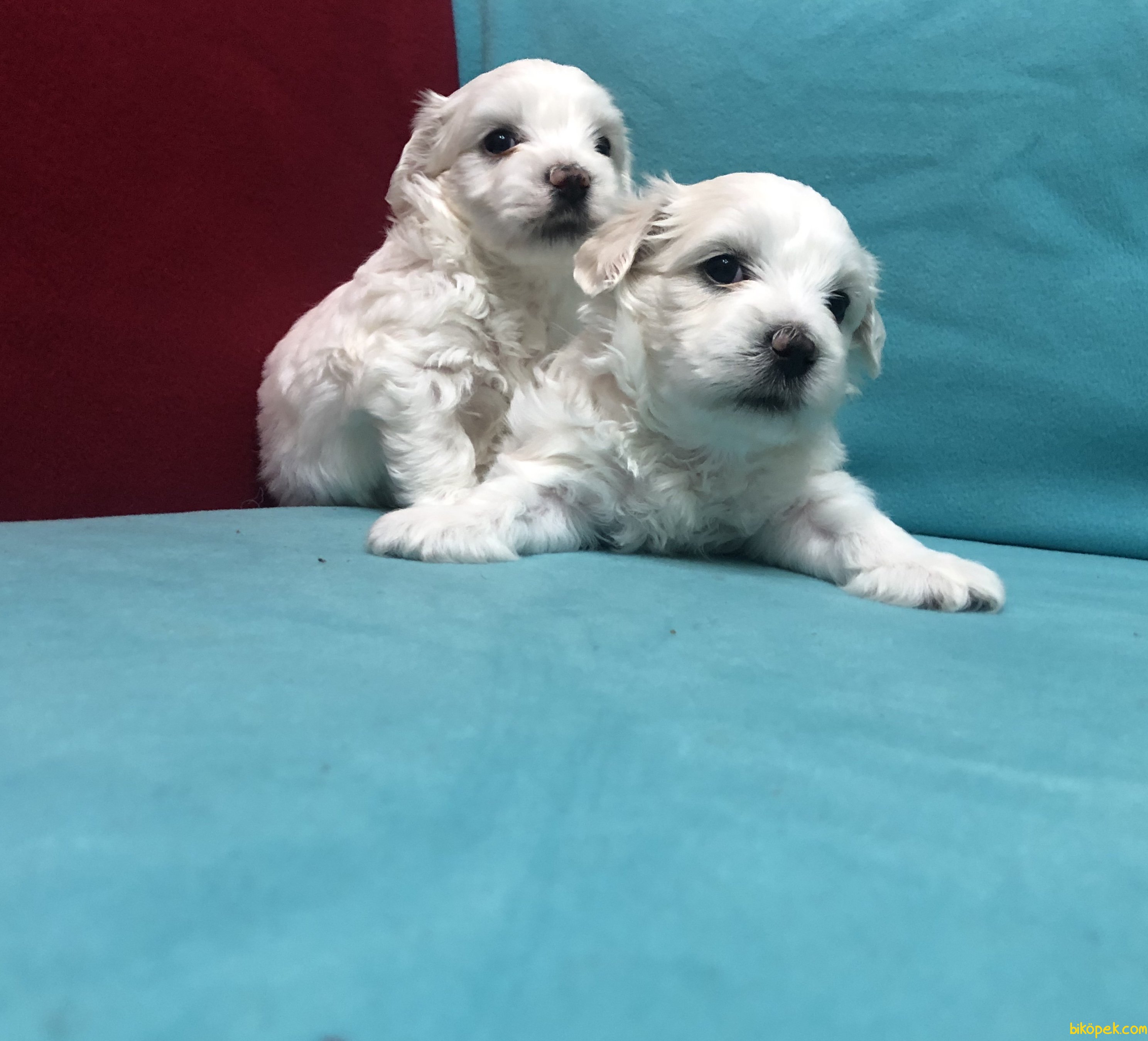 Kar Beyaz Maltese Terrier Yavrularımız 5