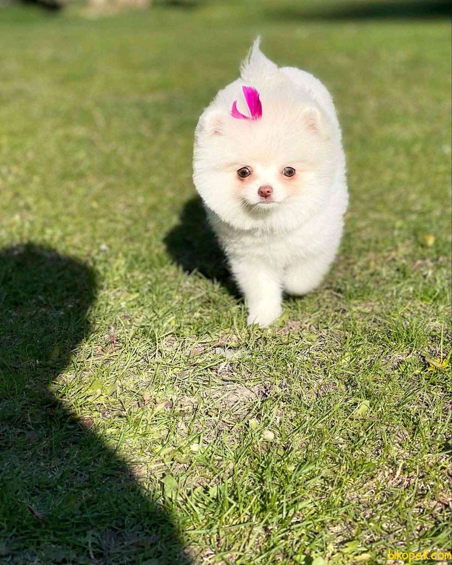 Kar Beyazı Pomeranian Boo Gülen Face 3