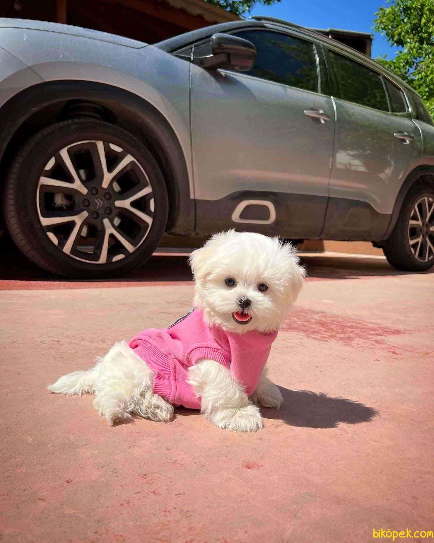 Kore Kanı Mini Boy Maltese Terrier Yavrumuz 1