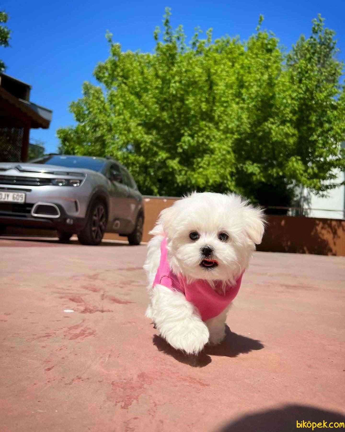 Kore Kanı Mini Boy Maltese Terrier Yavrumuz 2