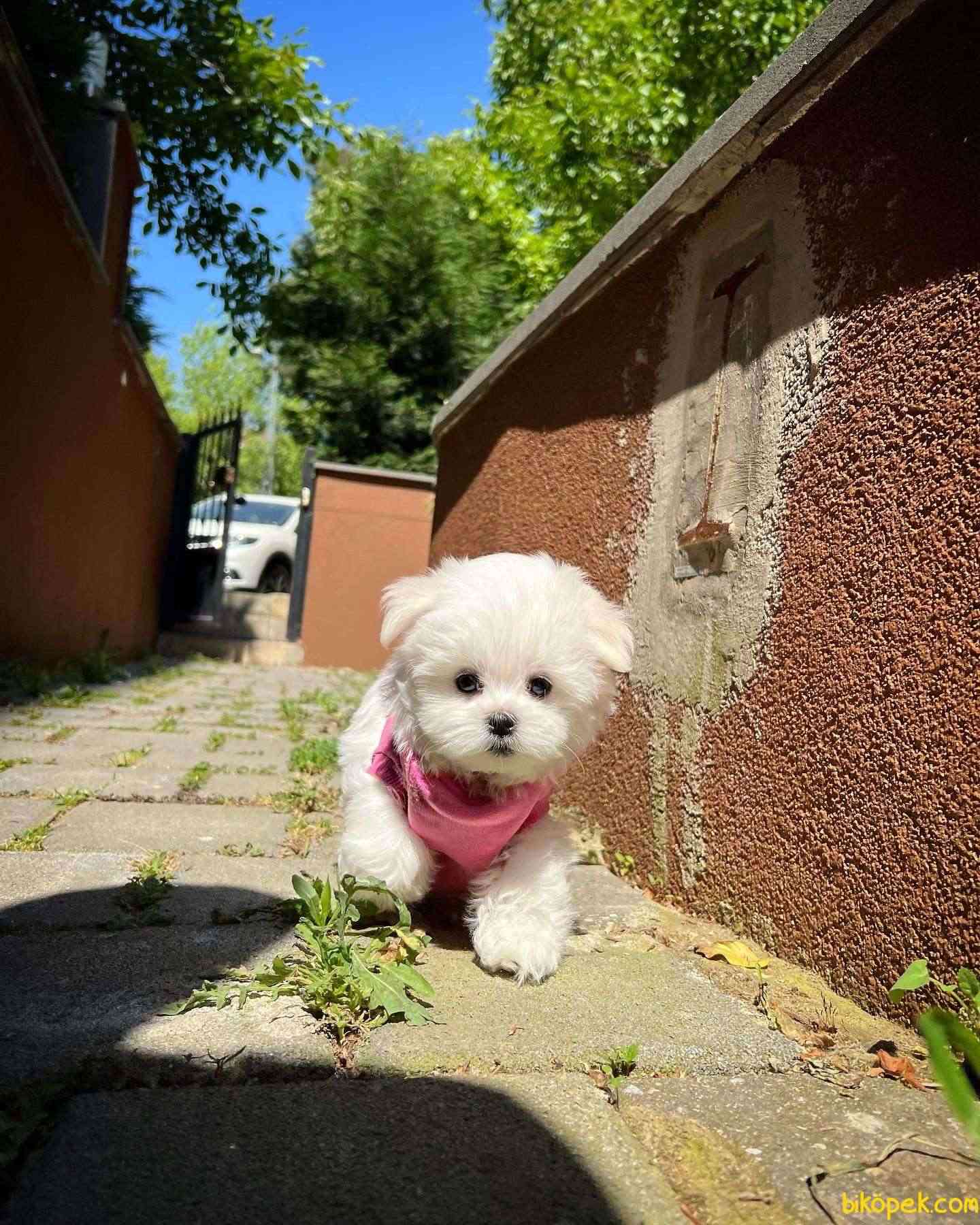 Kore Kanı Mini Boy Maltese Terrier Yavrumuz 4