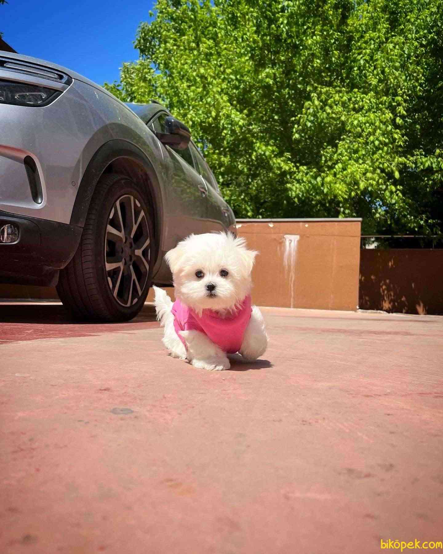 Kore Kanı Mini Boy Maltese Terrier Yavrumuz 3