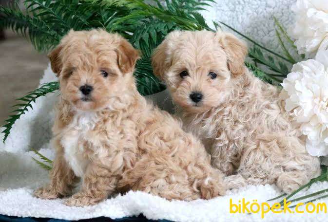Как выглядит порода собак мальтипу En Uygun Maltipoo Mini Yavrularımız - 253279 - Biköpek