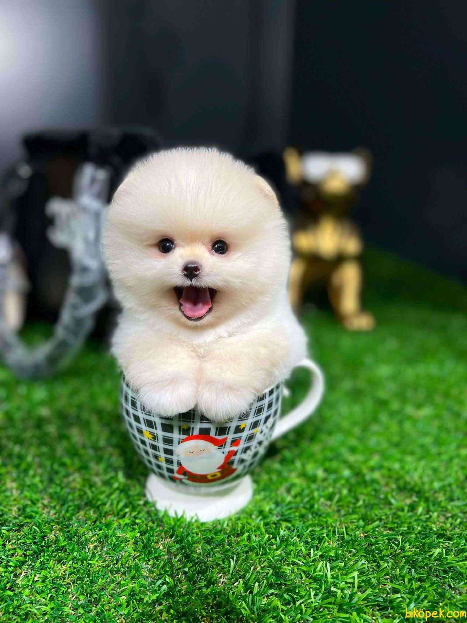 Mini Boy Fizik Yapısına Sahip Pomeranian Boo Yavrumuz 1