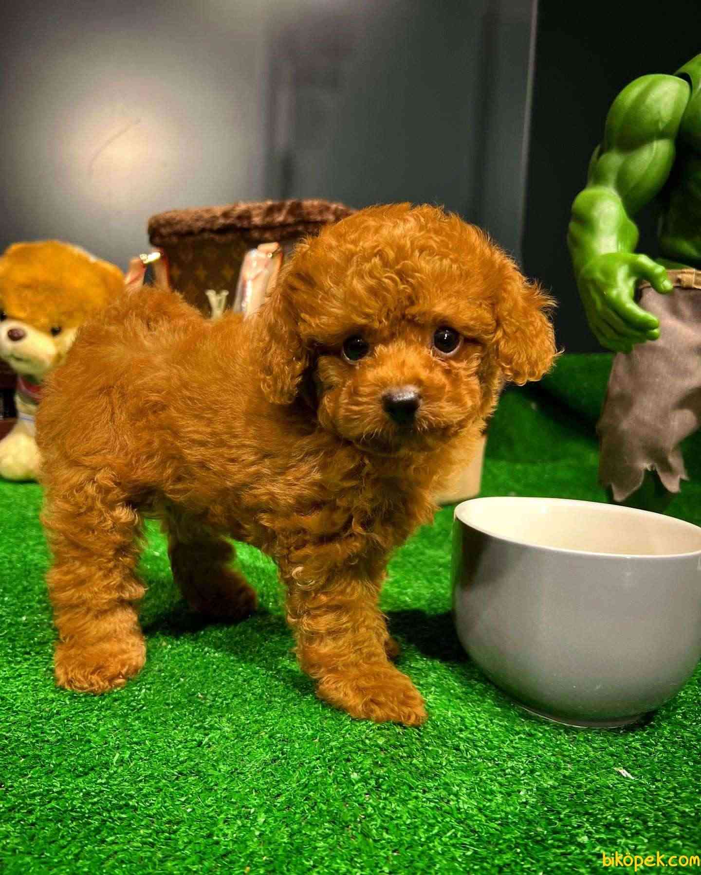 Mini Boy Red Brown Toy Poodle Yavrumuz 2