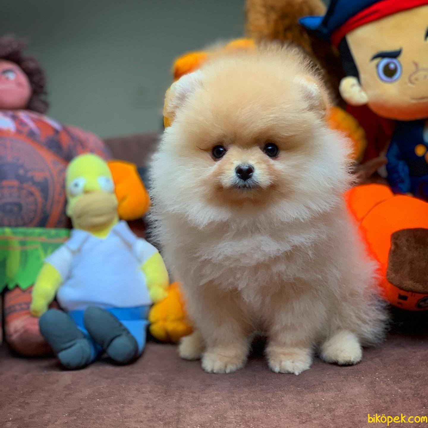 Mini Boy Secereli Pomeranian Boo Yavrularımız 239627