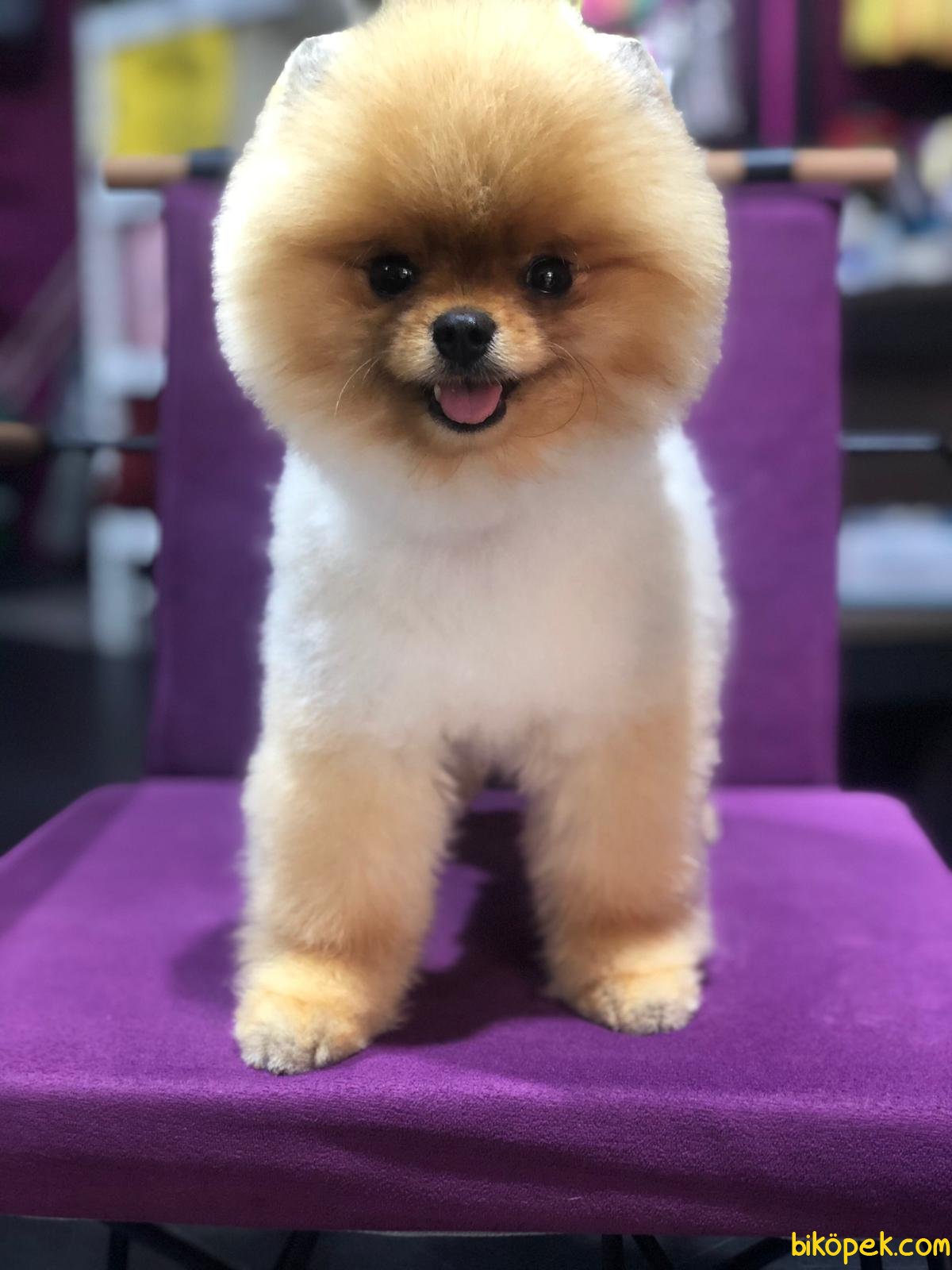 En Uygun Mini Teacup Pomeranian Boo Erkek 245399 İçin