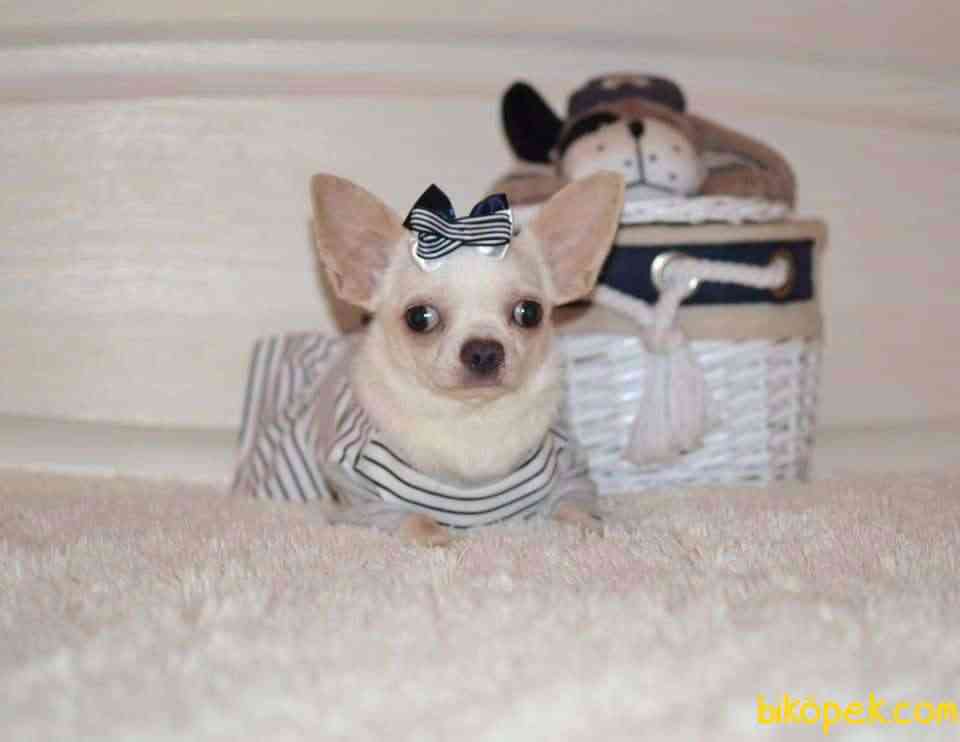 Mukemmel Chihuahua Yavruları 1