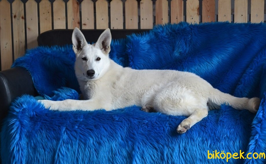 En Uygun NADİR BULUNAN İSVİÇRE ÇOBAN KÖPEĞİ 240000 Biköpek