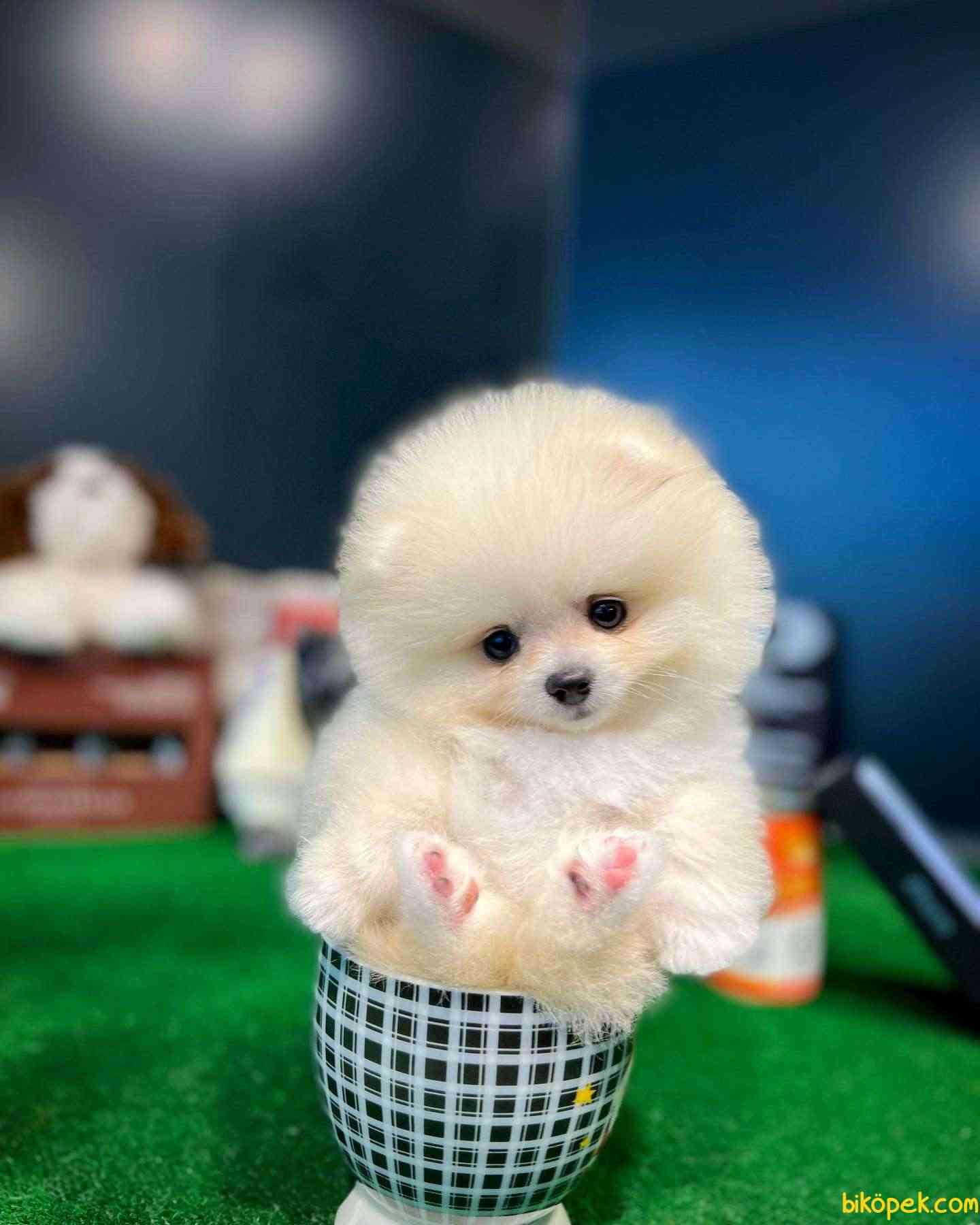 Olağanüstü Mini Boy Fizik Yapısına Sahip Pomeranian Boo Yavrumuz 1