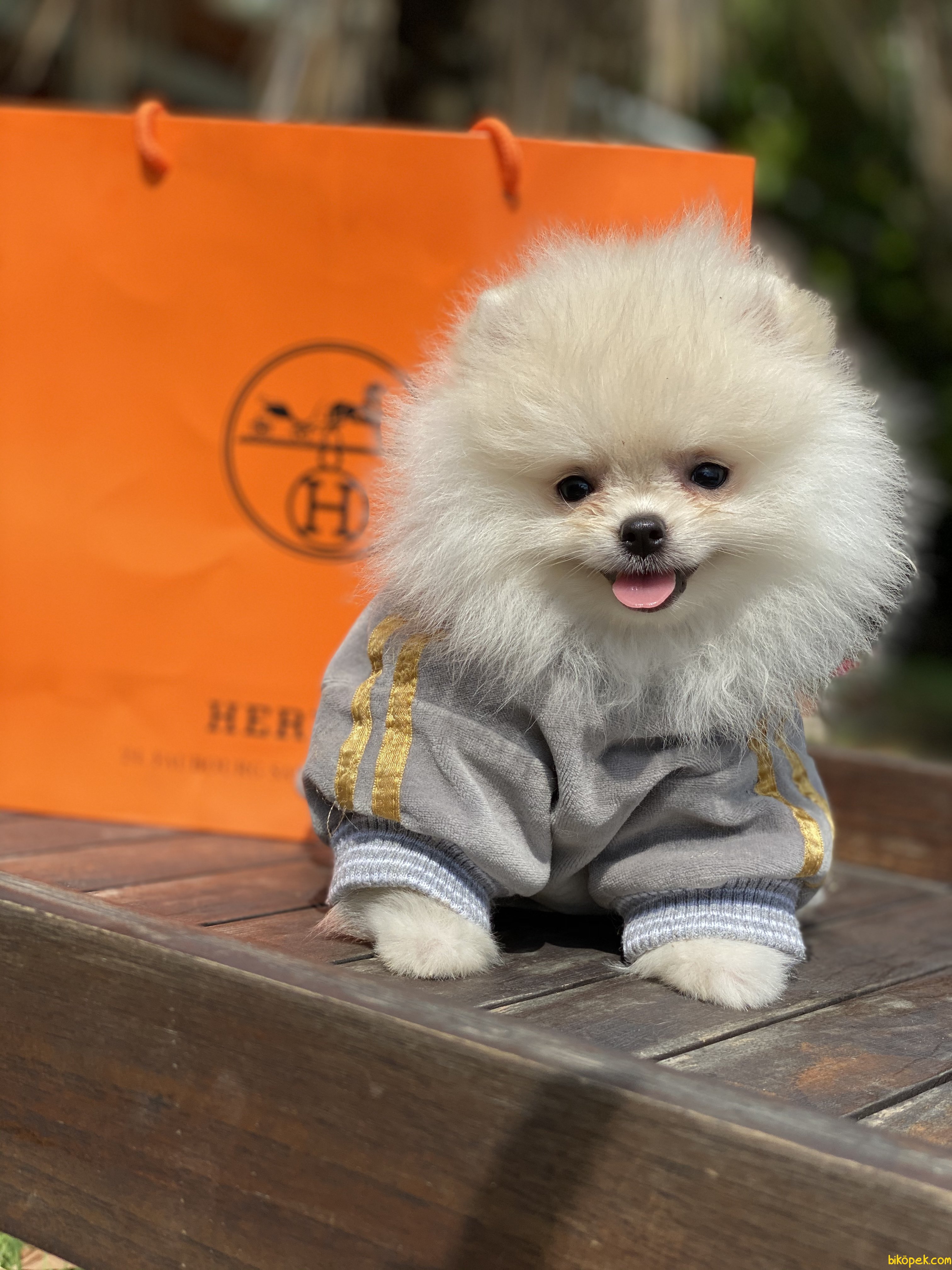 En Uygun Optical White Pomeranian Boo Teddy Bear 245770