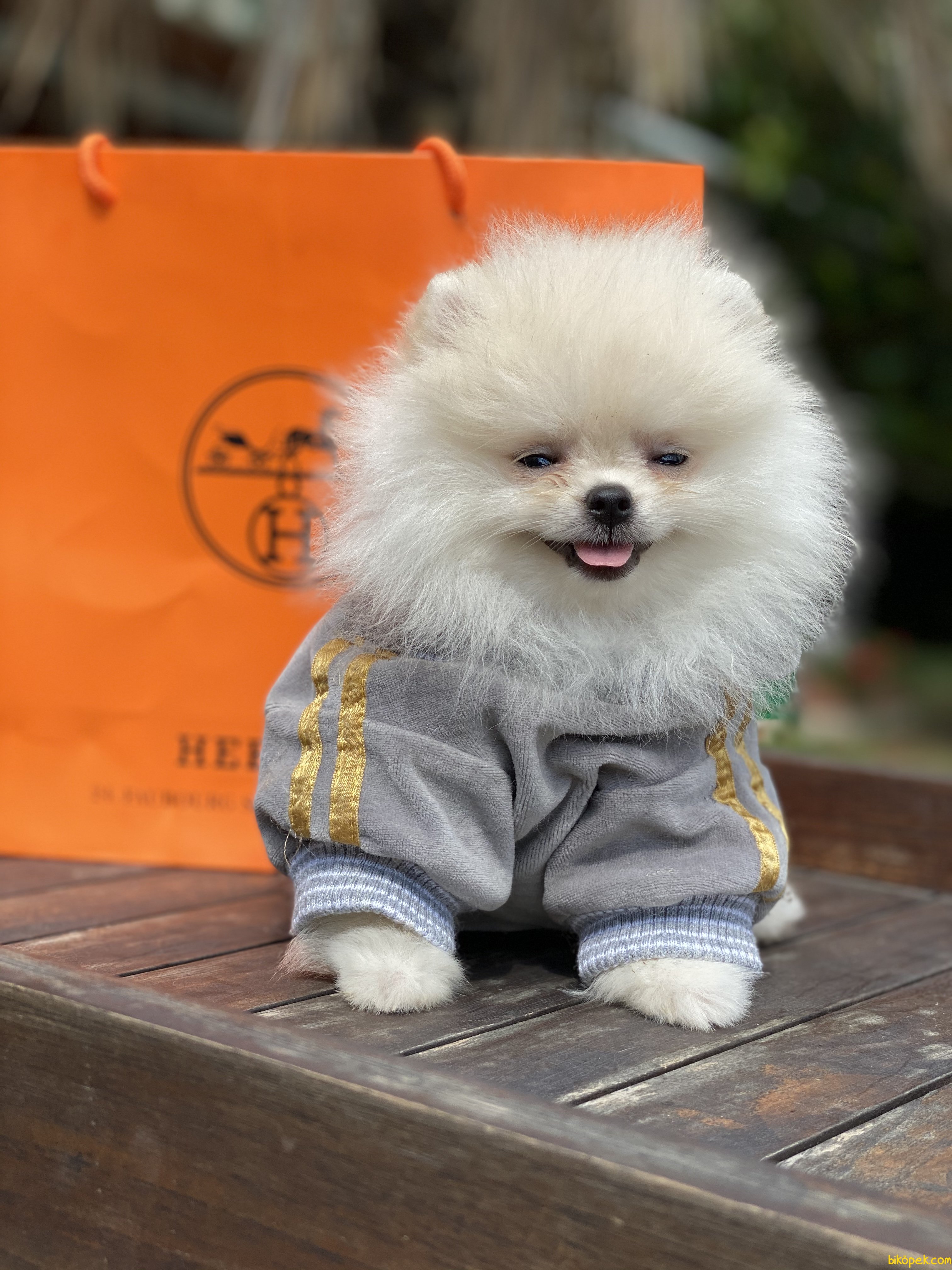 Pomeranian boo teddy outlet bear